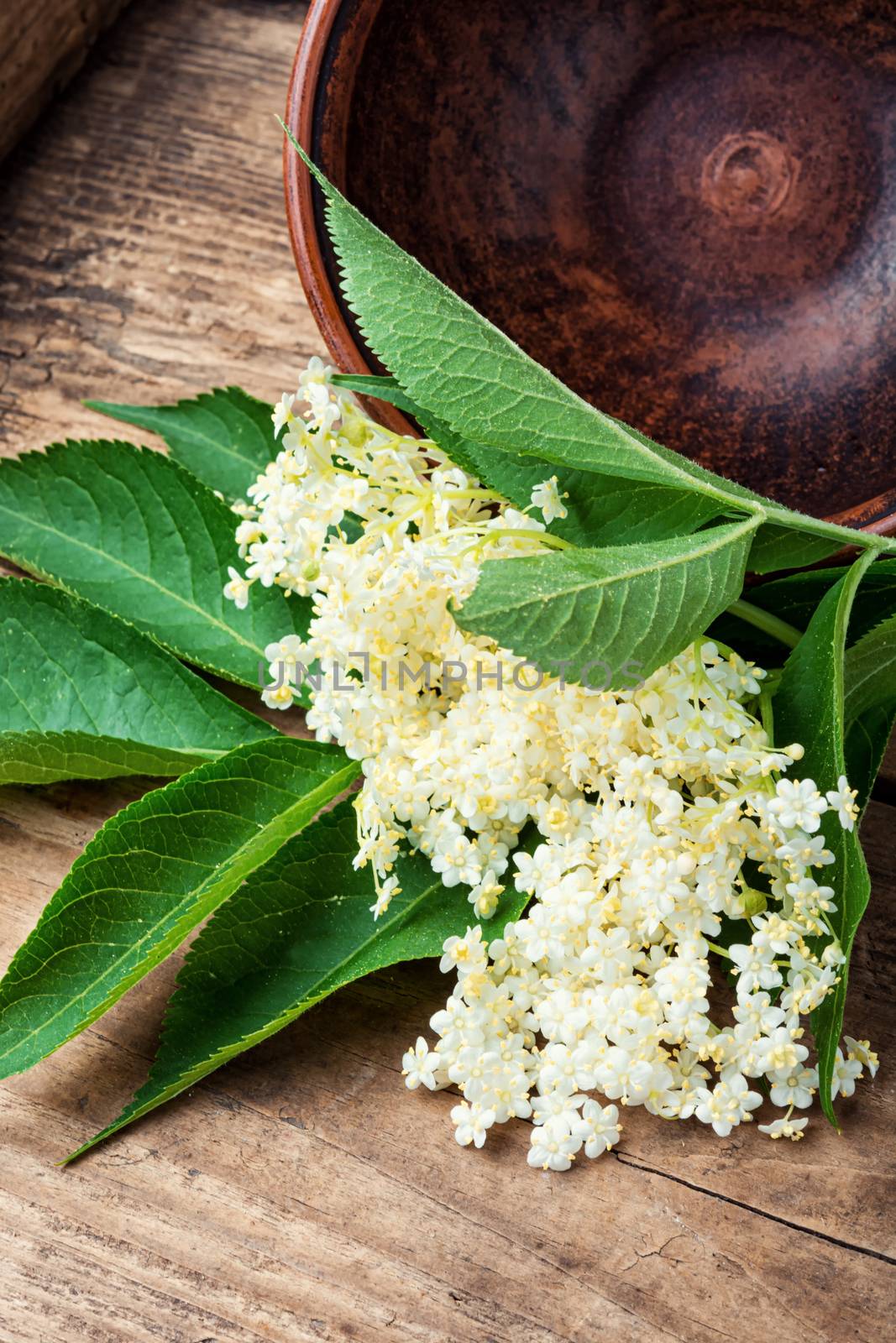 Elderberry inflorescences on a wooden table.Herbal medicine