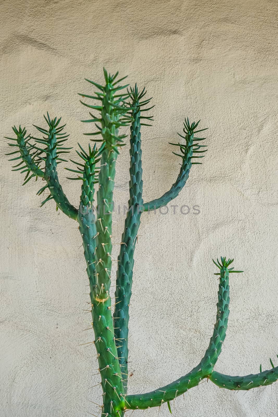 Green Cactus on Brown Plaster Wall