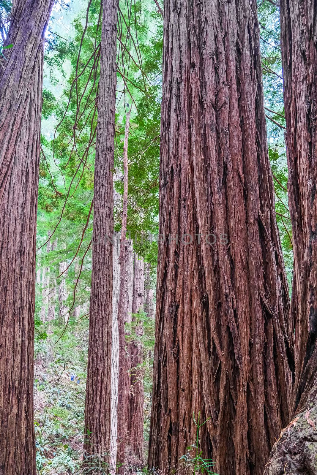 Redwoods Rising High into the Sky in Muir Woods