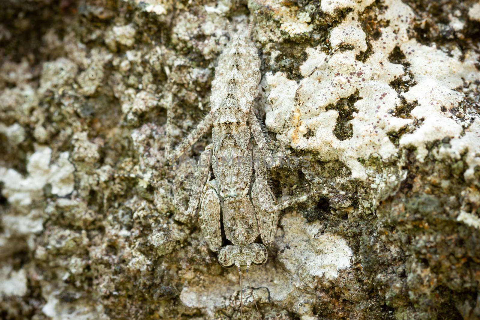 Praying Mantis on the rock in tropical forest. Mantis disguise or camouflage as a stone. Closeup and copy space.