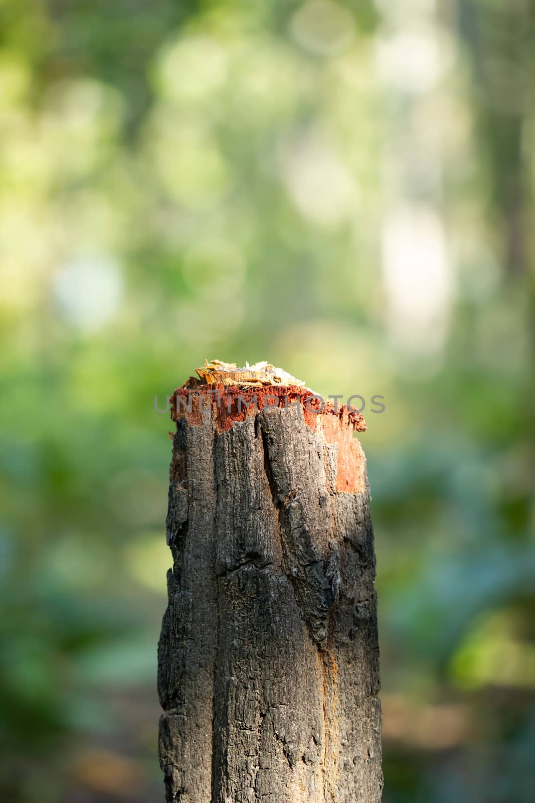 Tree stump and green natural background in forest. Concept of nature conservation and global warming. Campaign to stop deforestation.