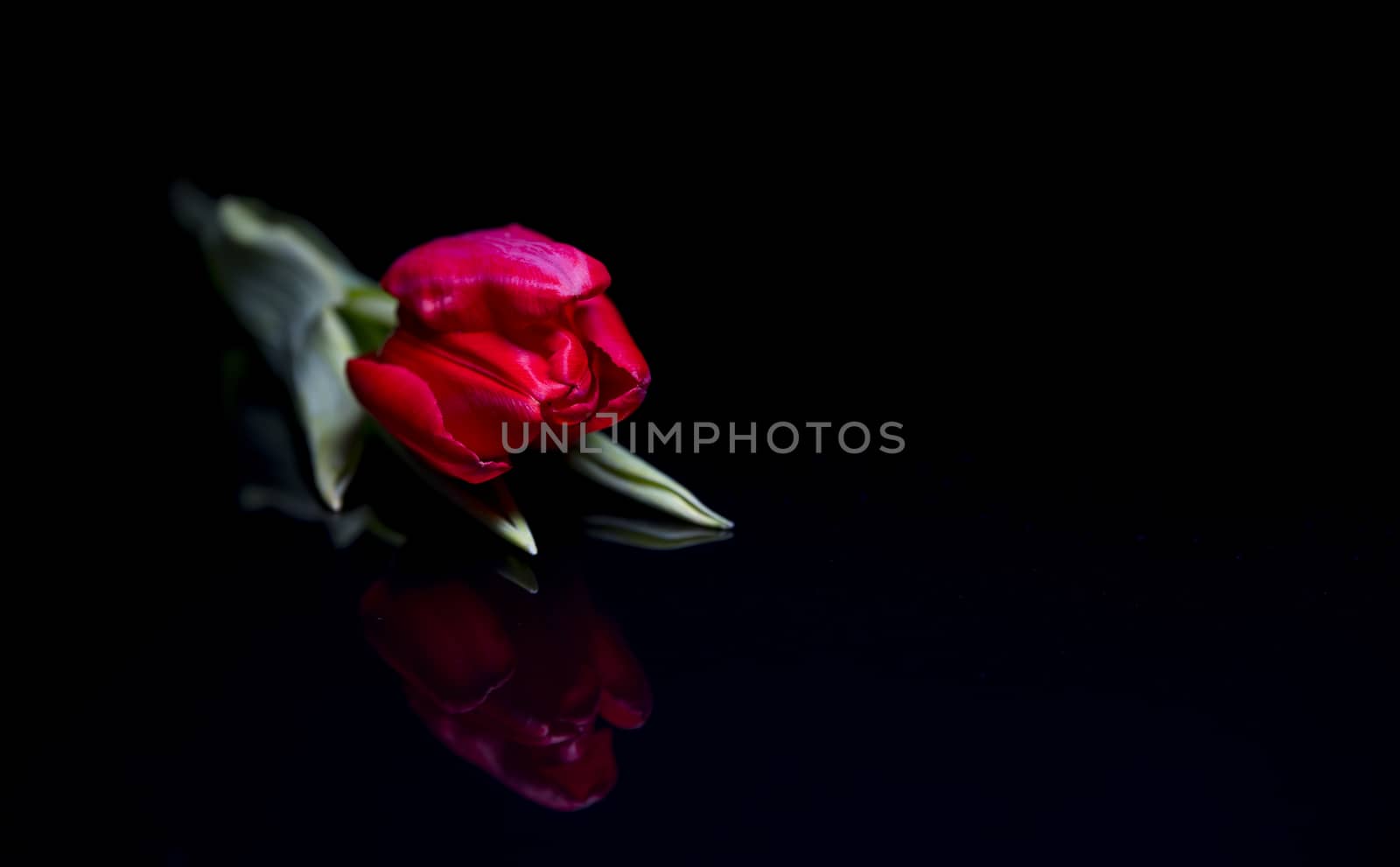 one single red tulip on black background studio shot