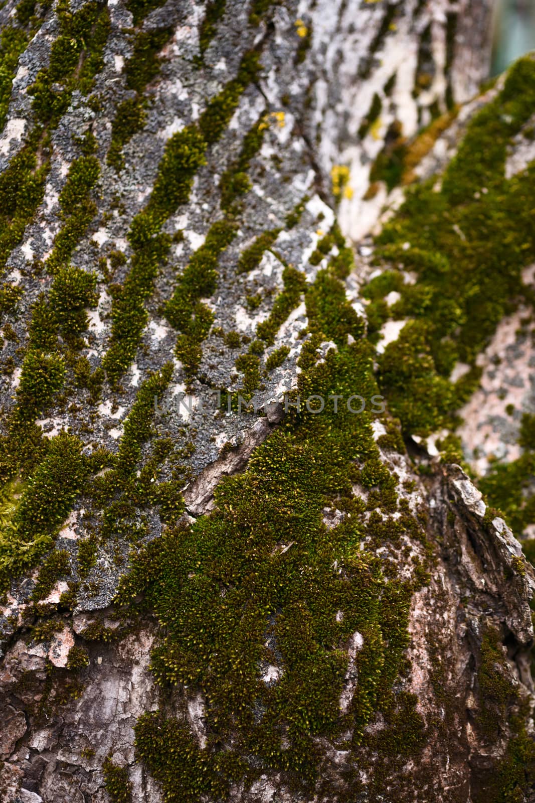 Green moss on walnut bark closeup. Stock photo of walnut tree bark and forest green moss.