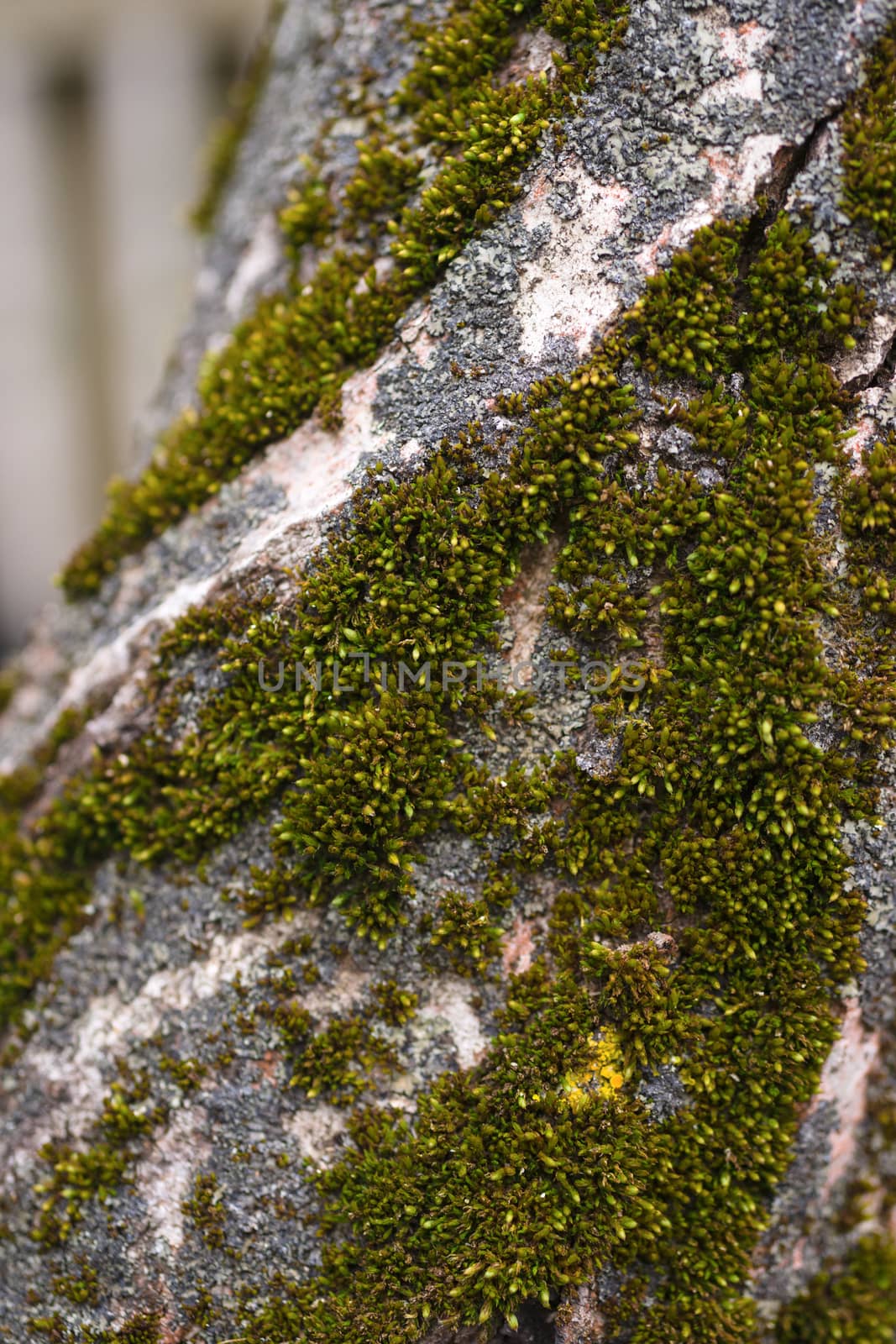 Green moss on walnut bark closeup. Stock photo of walnut tree ba by alexsdriver