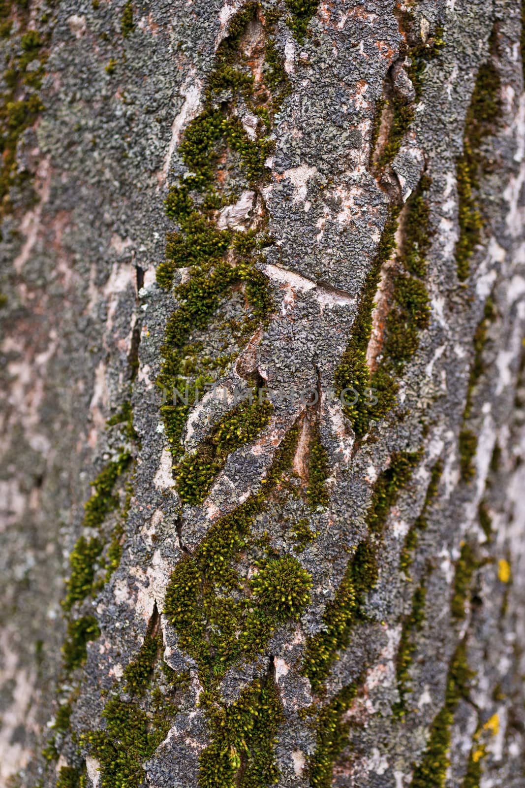 Green moss on walnut bark closeup. Stock photo of walnut tree bark and forest green moss.