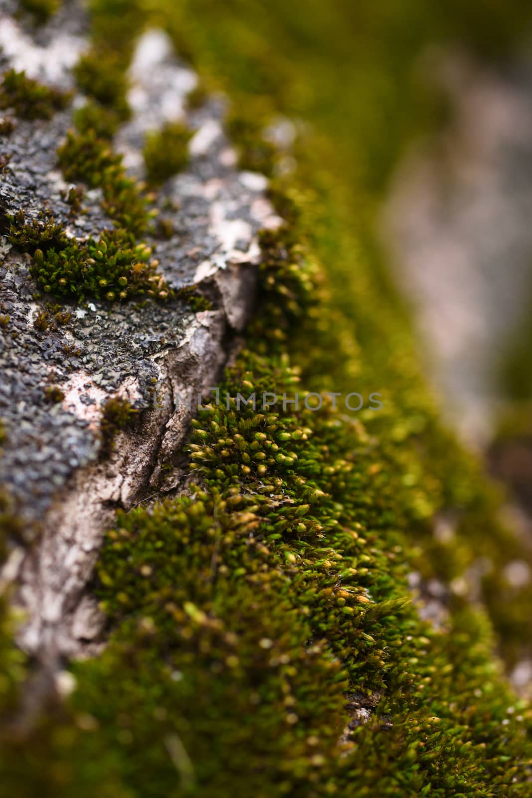 Green moss on walnut bark closeup. Stock photo of walnut tree bark and forest green moss.