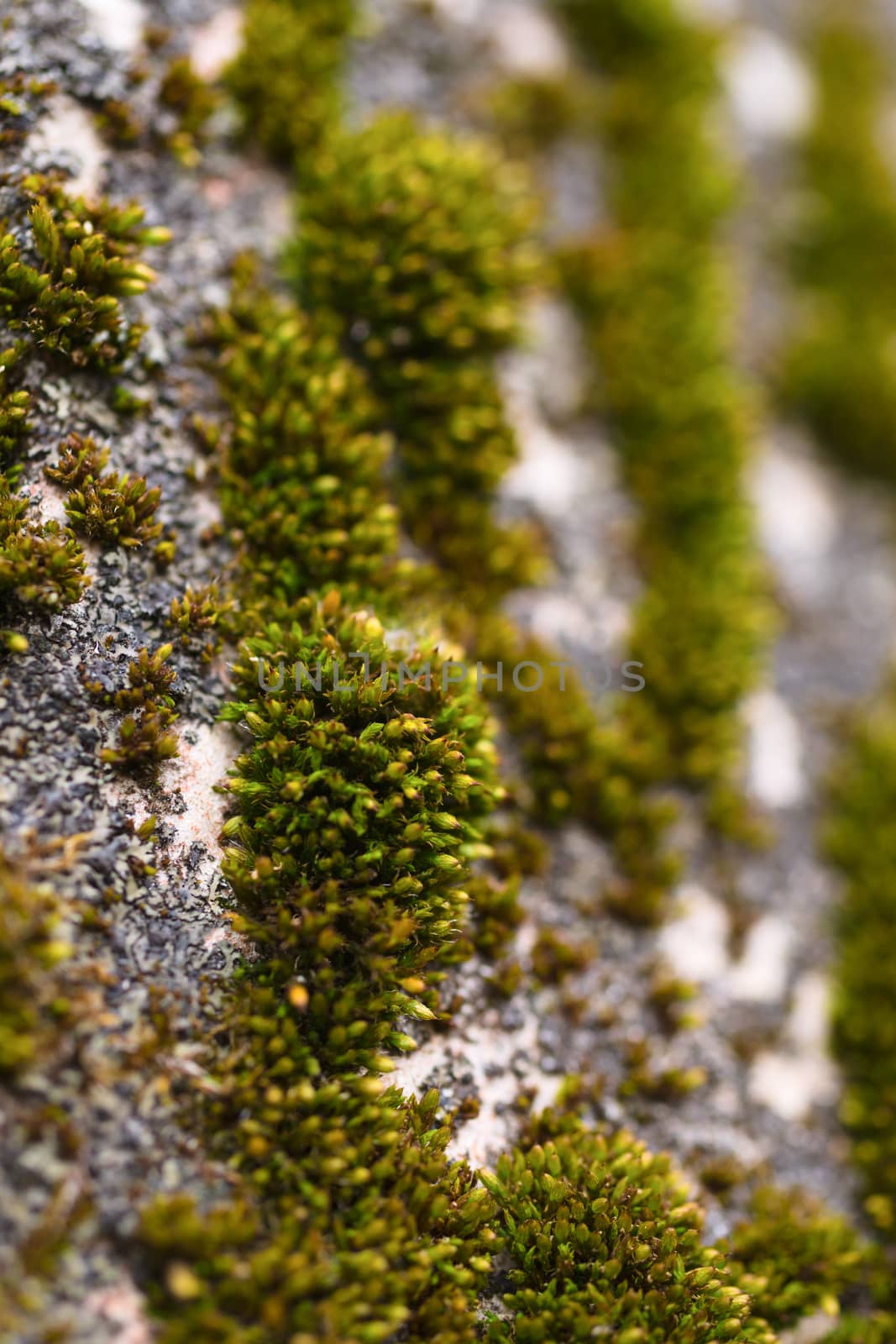 Green moss on walnut bark closeup. Stock photo of walnut tree ba by alexsdriver