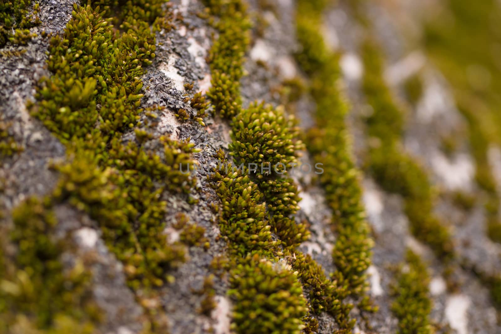 Green moss on walnut bark closeup. Stock photo of walnut tree ba by alexsdriver