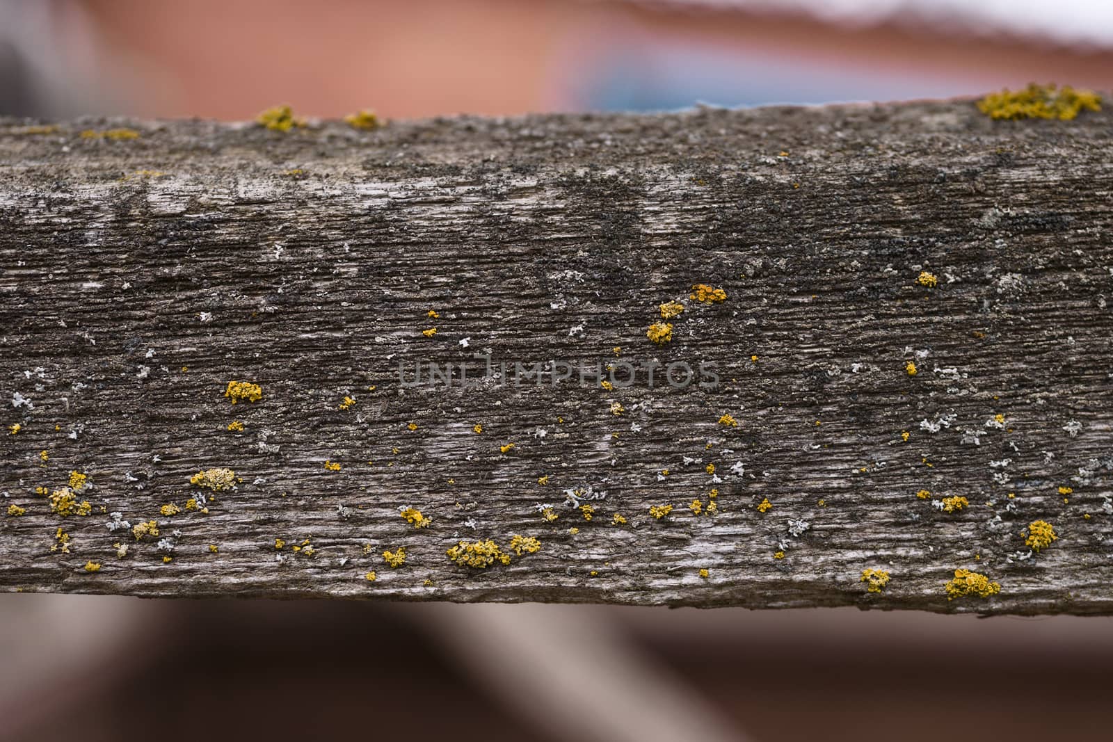 Old wooden texured surface closeup. Moss and relief on surface. Stock photo of old wooden pattern of aged boards with moss. Brown and gray colors on photo.