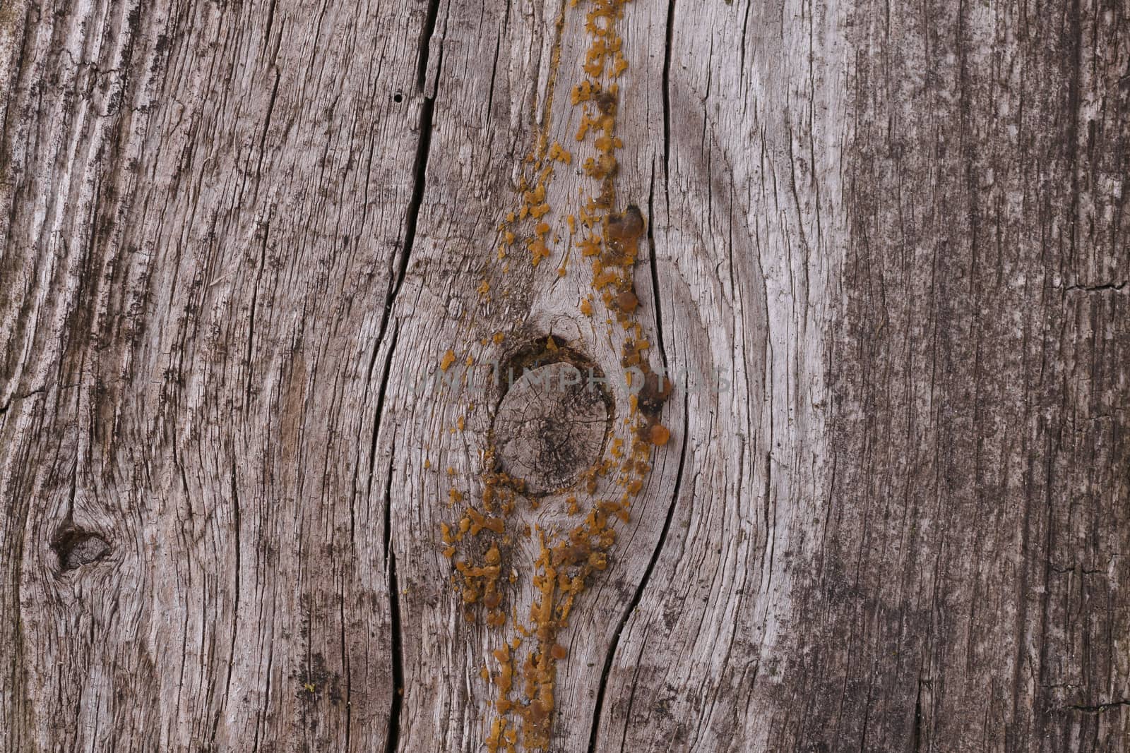 Old wooden texured surface closeup. Moss and relief on surface.  by alexsdriver