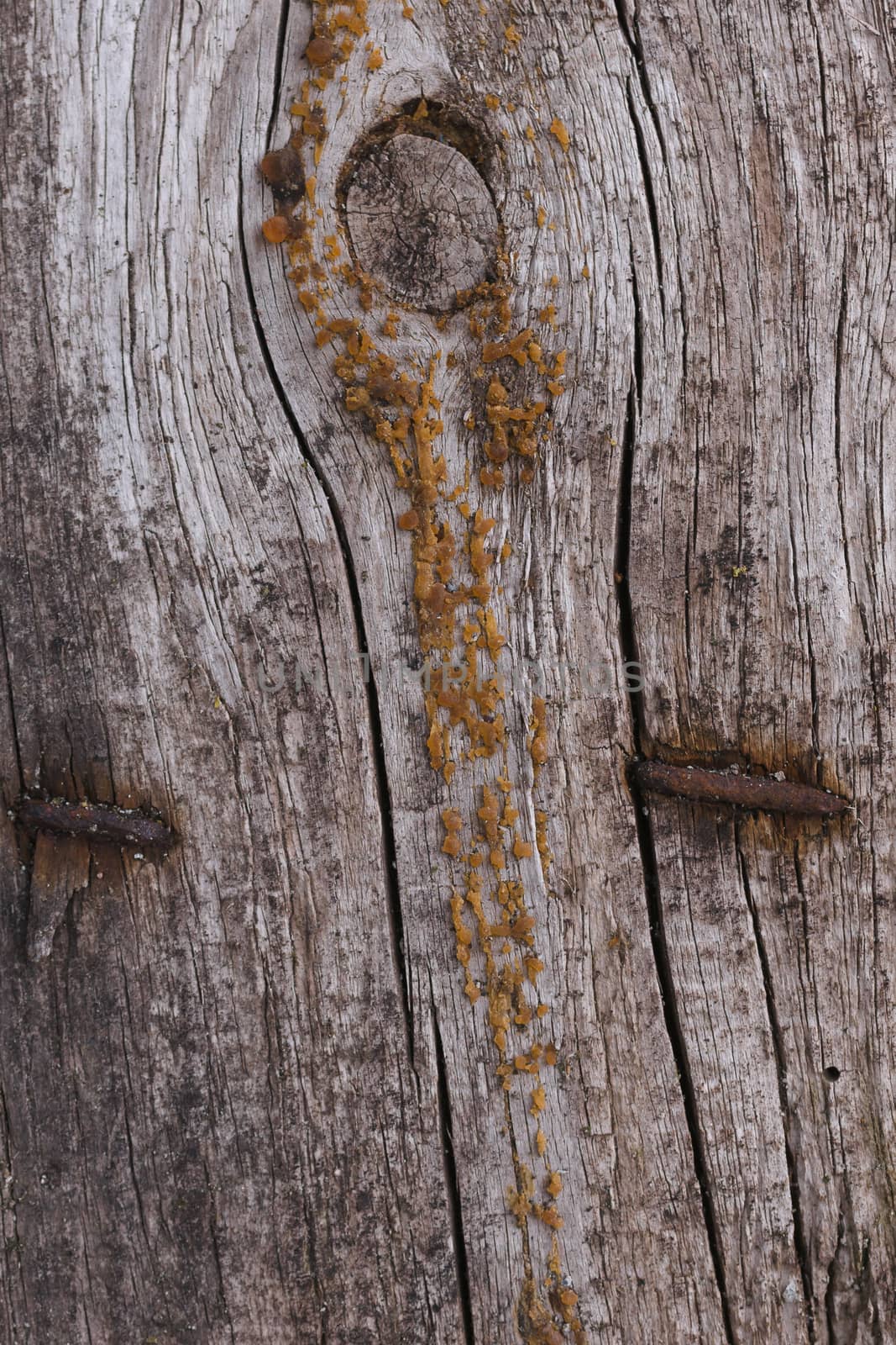 Old wooden texured surface closeup. Moss and relief on surface. Stock photo of old wooden pattern of aged boards with moss. Brown and gray colors on photo.