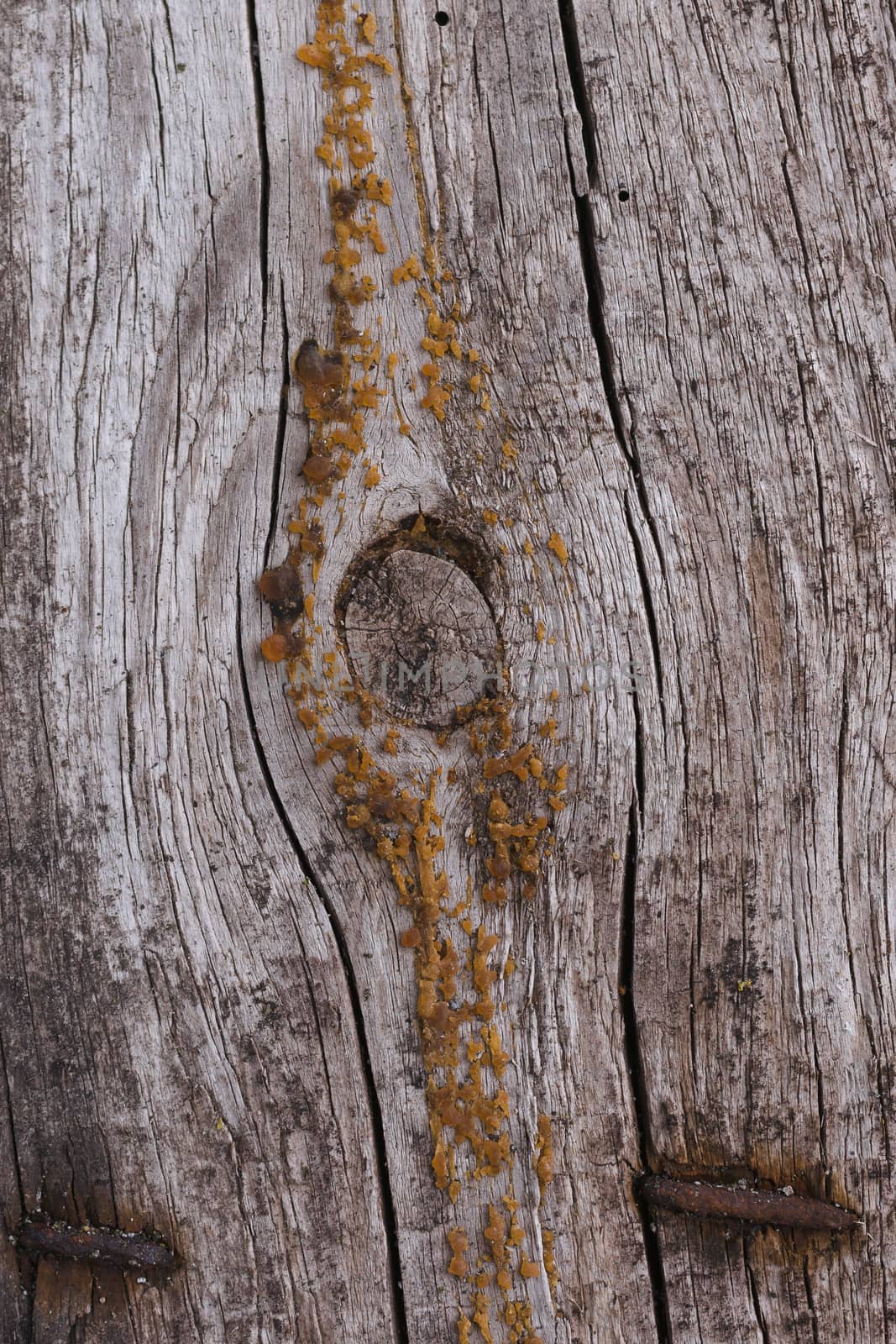 Old wooden texured surface closeup. Moss and relief on surface. Stock photo of old wooden pattern of aged boards with moss. Brown and gray colors on photo.