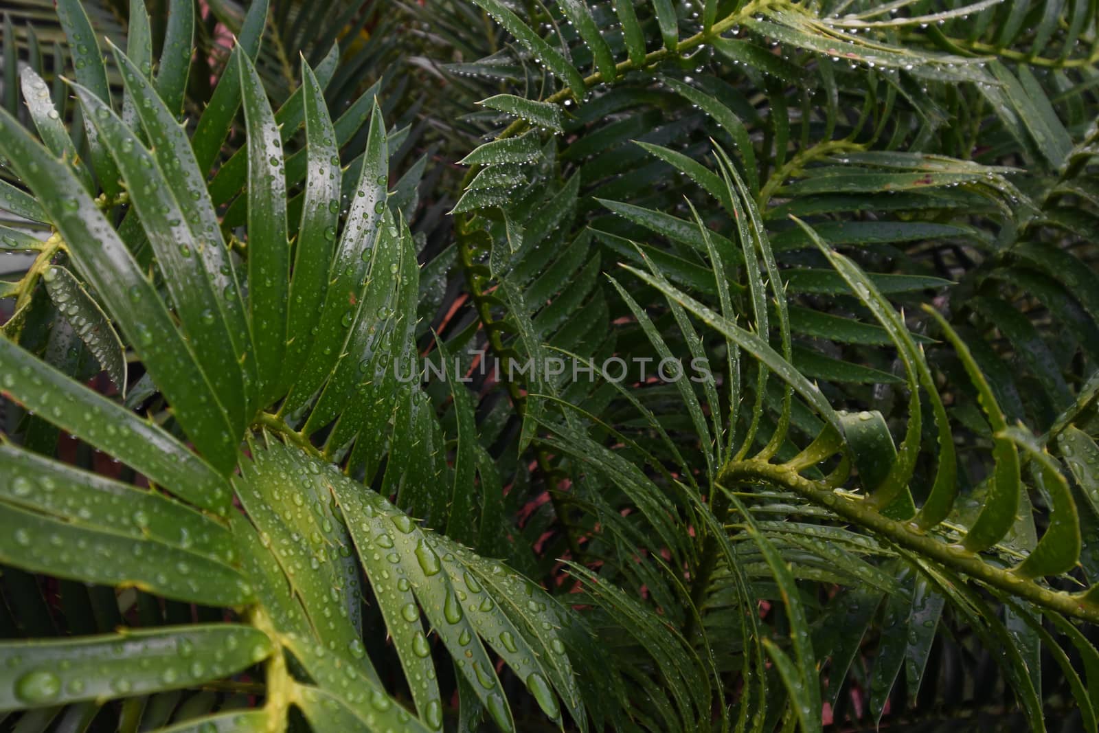 Lush green tropical cycad leaves (Encephalartos sp.) after summer rain, Pretoria, South Africa