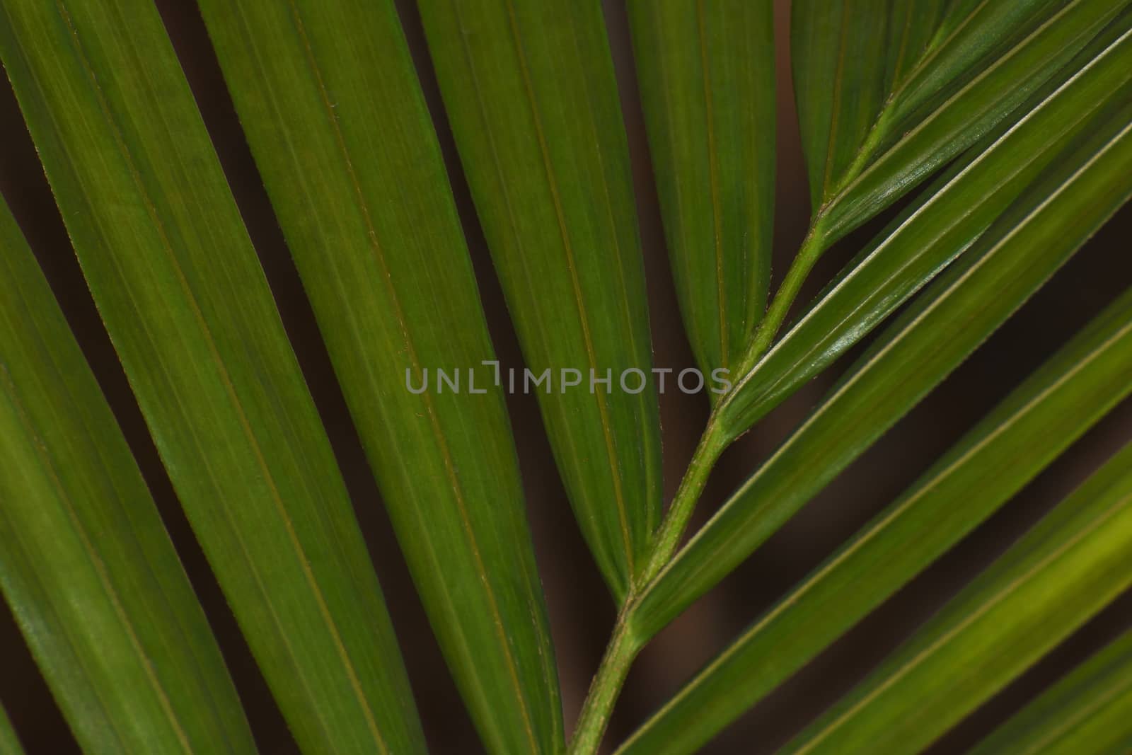 A lush green majesty palm leaf (Ravenea rivularis) close-up frame, Pretoria, South Africa