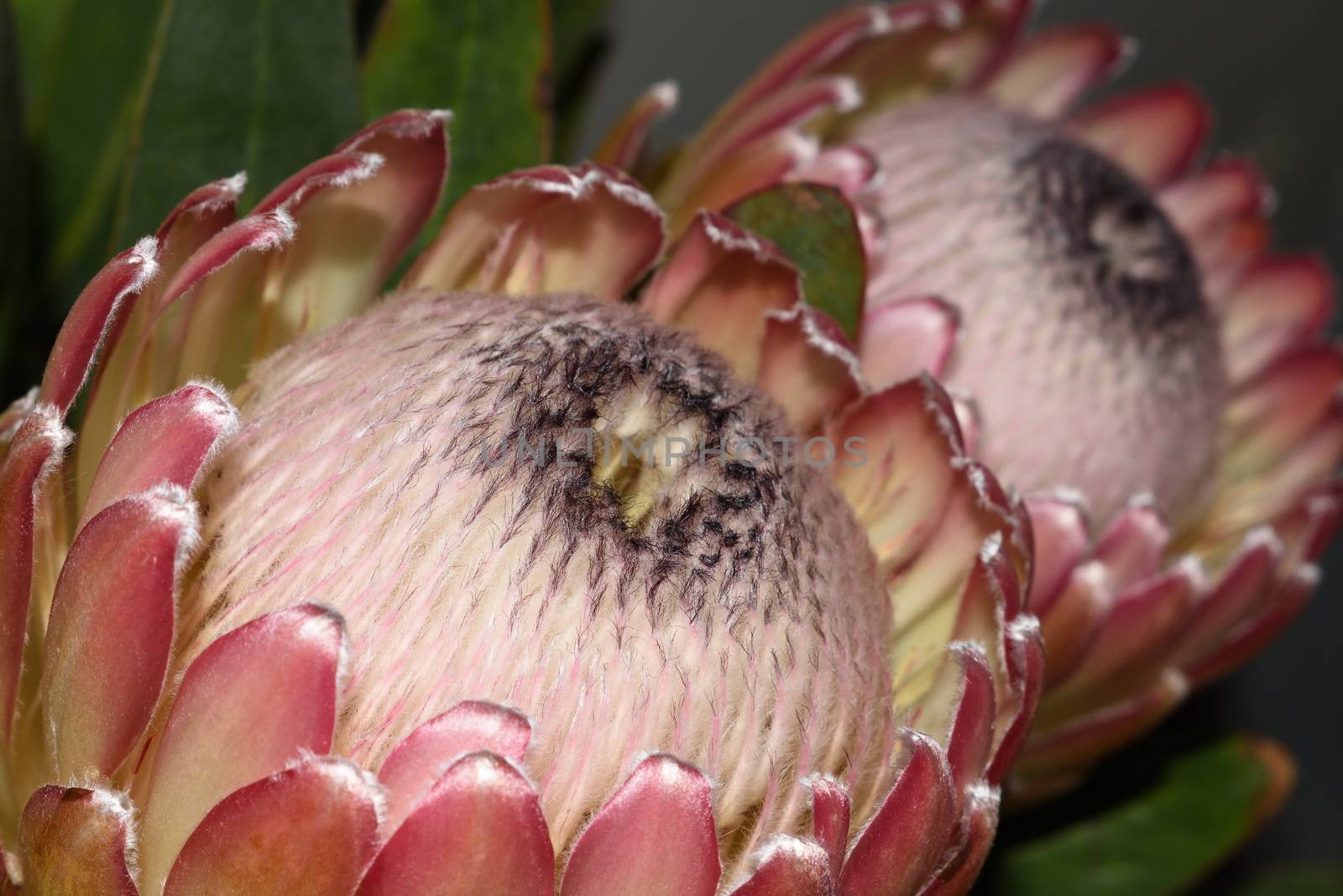 A pair of full bloom susara protea flowers (Protea susara) close-up, Mossel Bay, South Africa