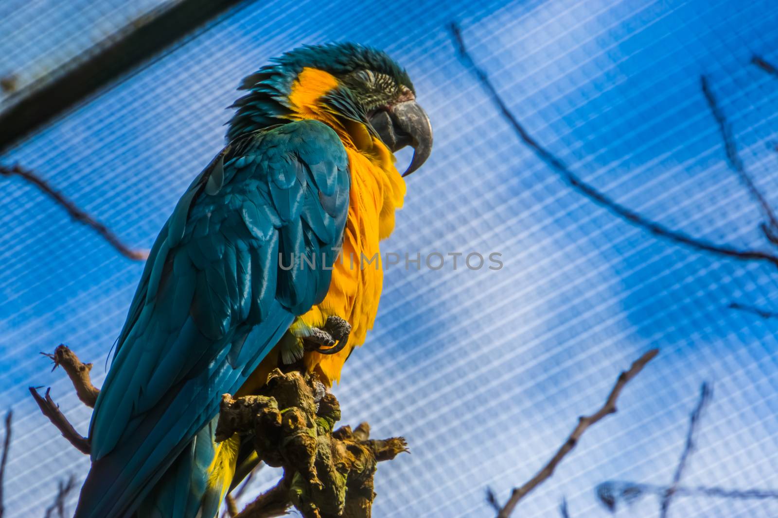 closeup of a blue throated macaw parrot roosting, critically endangered bird specie from Bolivia by charlottebleijenberg