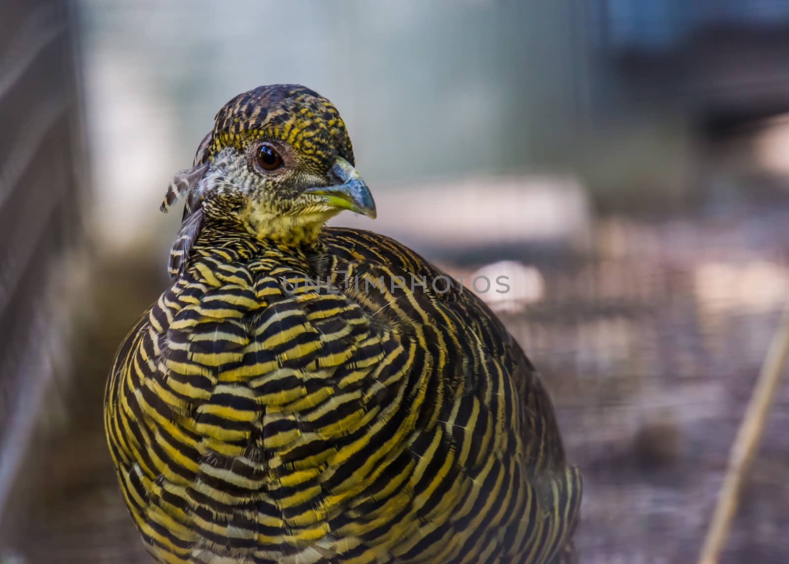 female golden pheasant face in closeup, tropical bird specie from china and america