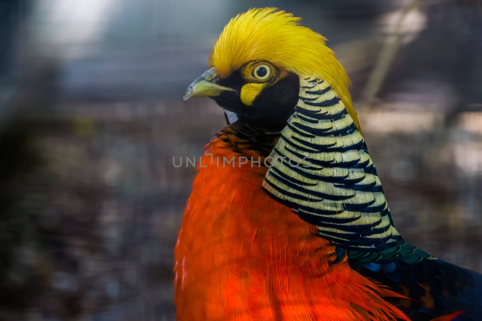 closeup of the face of a male golden pheasant, colorful tropical bird specie from China and america