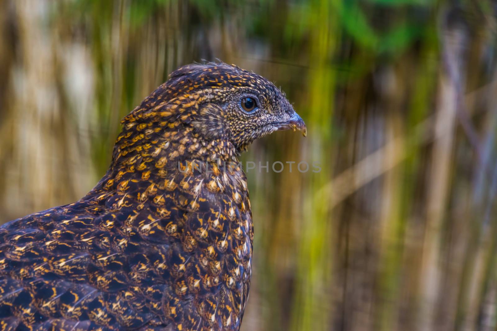 the face of a female crimson horned pheasant in closeup, tropical bird specie from the himalaya mountains of Asia