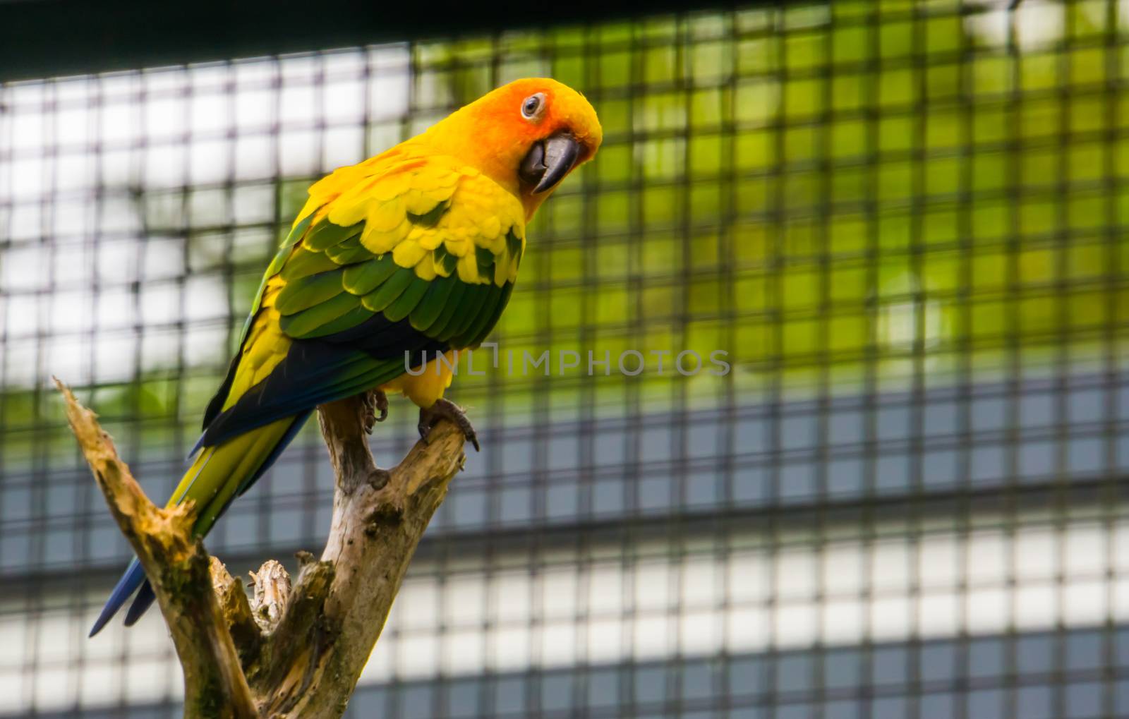 portrait of a colorful Sun parakeet sitting on a branch, tropical small parrot from America, Endangered bird specie