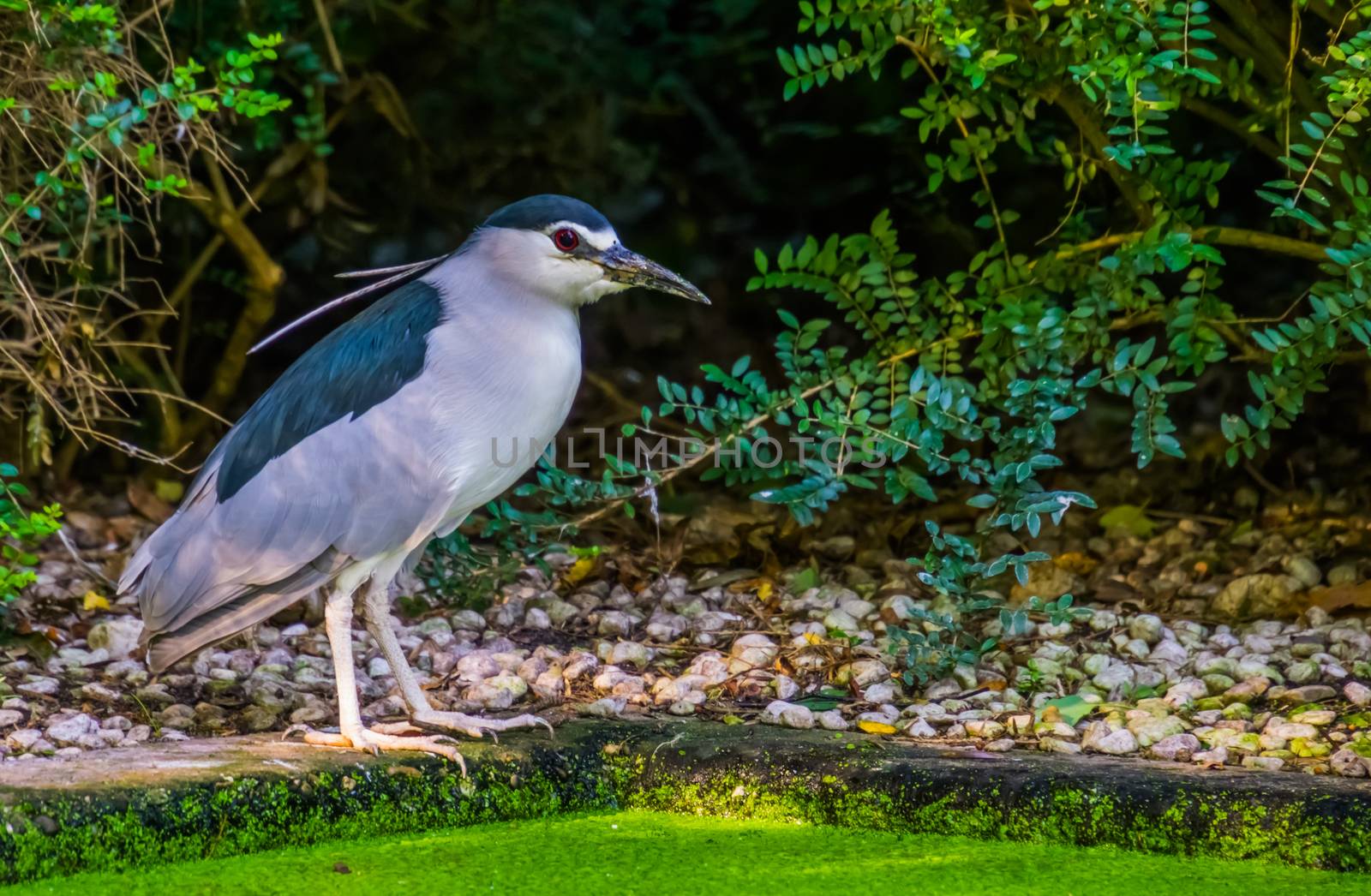 black crowned night heron standing at the water side, common Bird specie from Eurasia by charlottebleijenberg