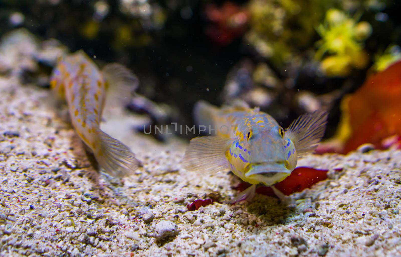 orange spotted sleeper goby in closeup, sand sifting fish, tropical aquarium pet from the indian ocean