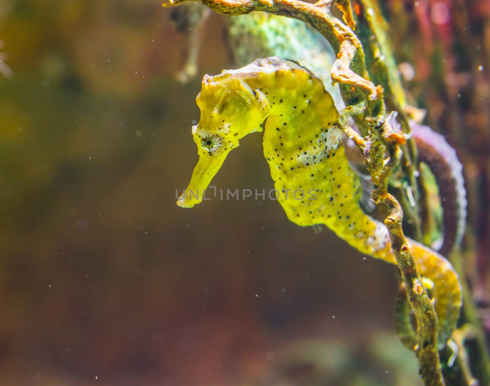 common yellow estuary seahorse with black spots, tropical aquarium pet from the indo-pacific ocean by charlottebleijenberg