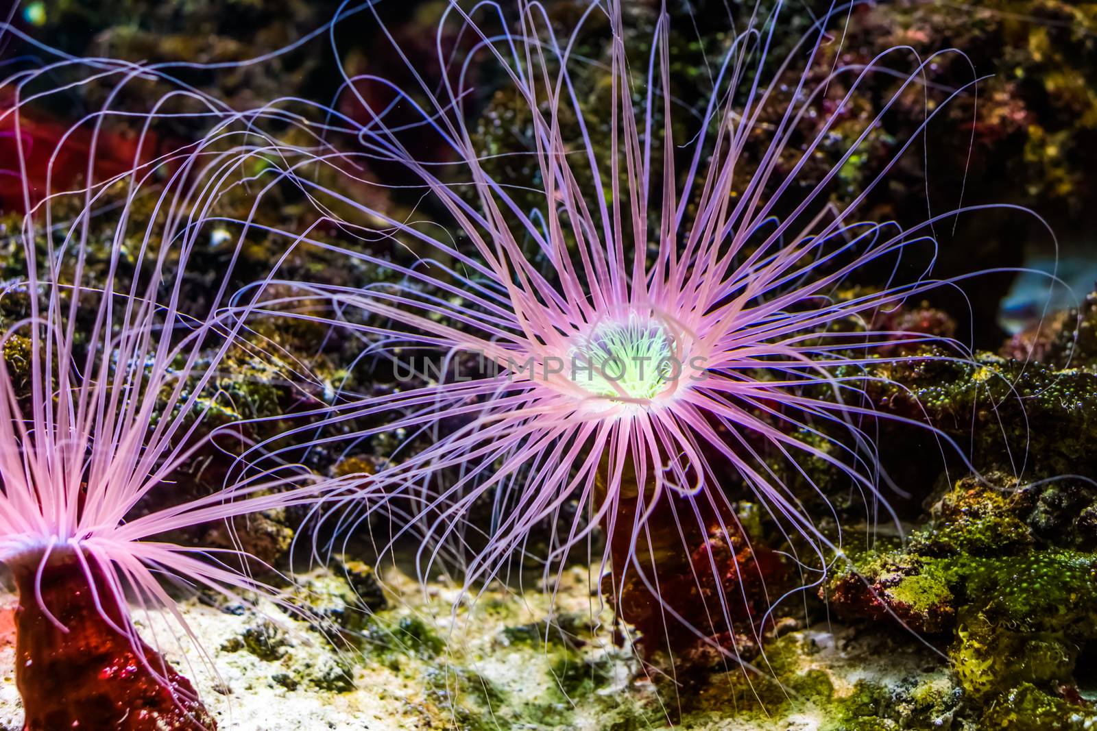 flower tube sea anemone in closeup, pink neon color, Tropical animal specie from the Indo-pacific ocean