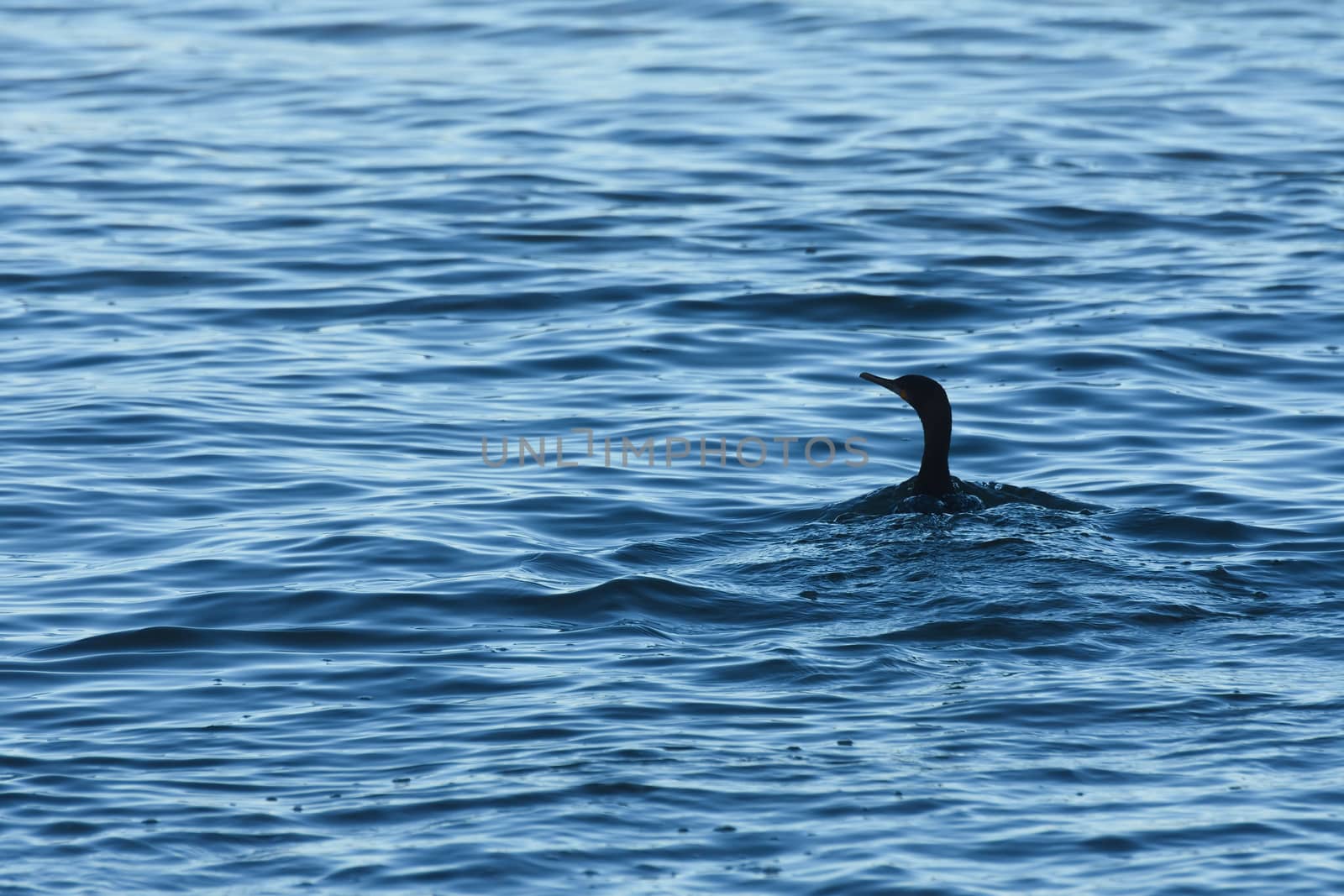 A cape cormorant bird (Phalacrocorax capensis) swimming in open sea water, Mossel Bay, South Africa