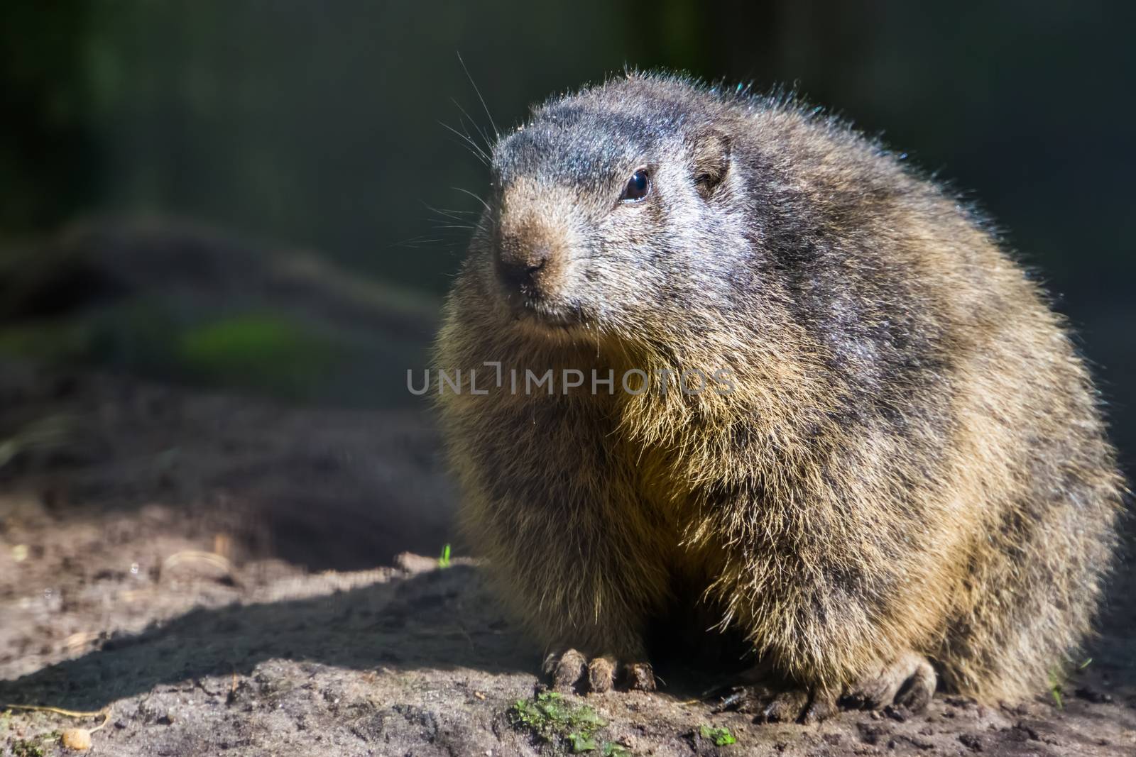 closeup portrait of an alpine marmot, rodent specie, wild squirrel from the alps of europe