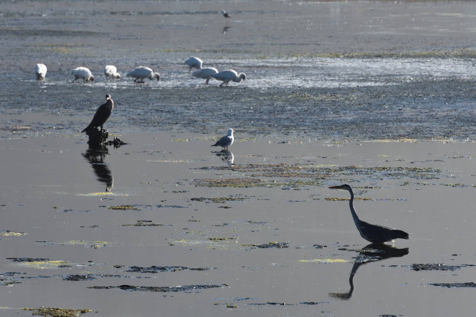 Grey Heron Bird Wandering Through Coastal Estuary (Ardea cinerea) by jjvanginkel