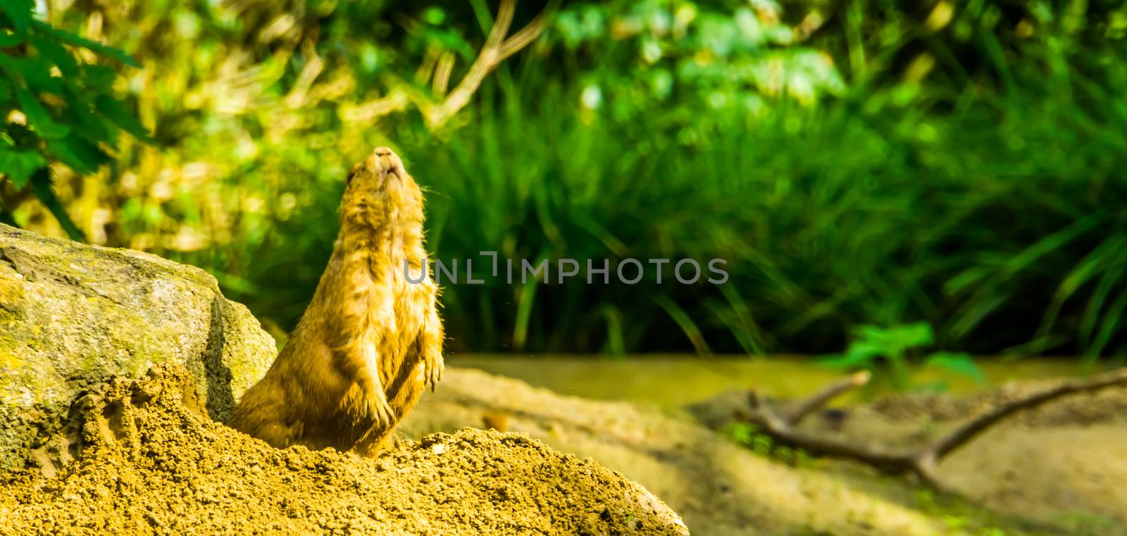 funny portrait of black tailed prairie dog standing up, cute and popular pets, tropical rodent specie from America