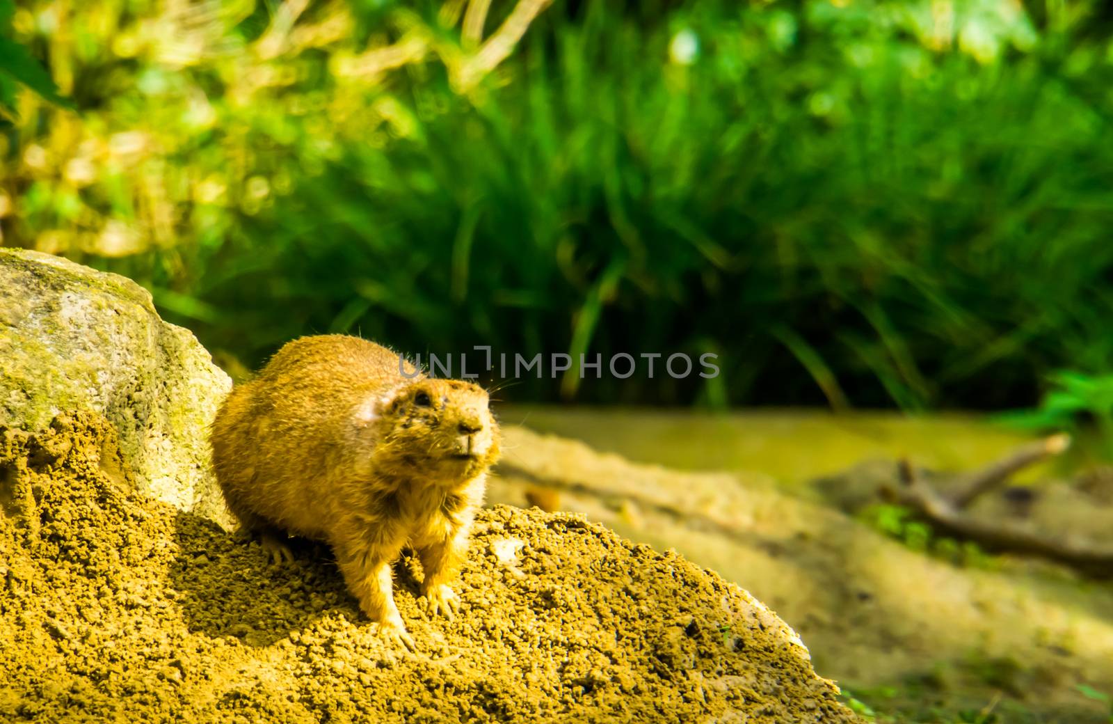 cute portrait of a black tailed prairie dog, tropical rodent specie from America