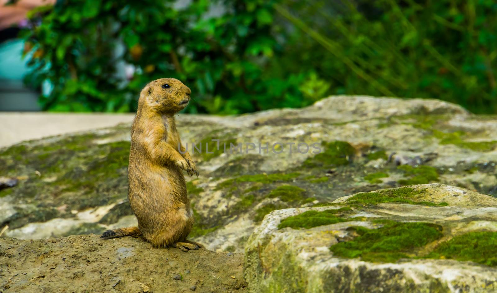 closeup portrait of a black tailed prairie dog standing, funny animal behavior, tropical rodent specie from America