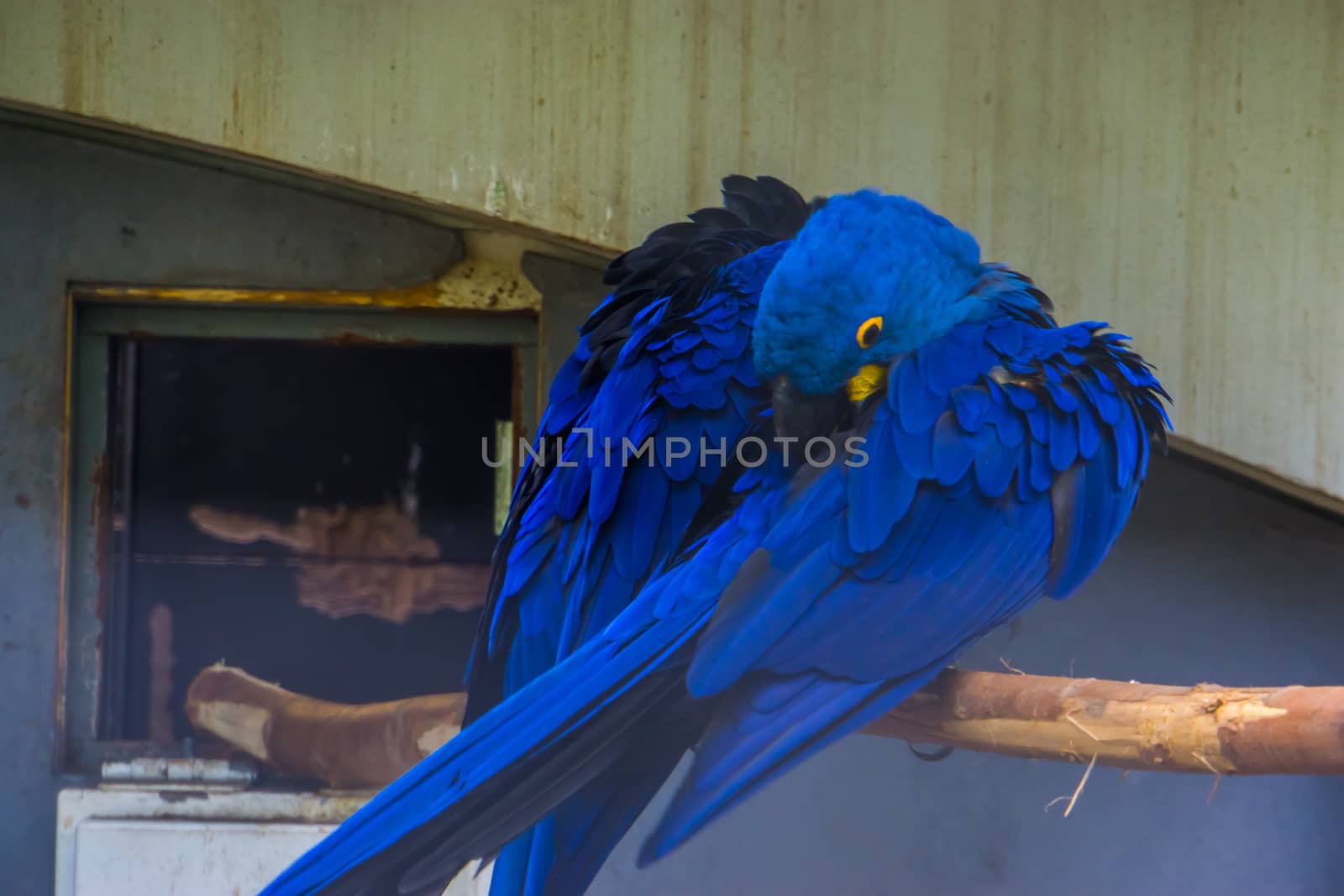 closeup of a hyacinth macaw preening its feathers, typical bird behavior, tropical blue parrot specie from South America