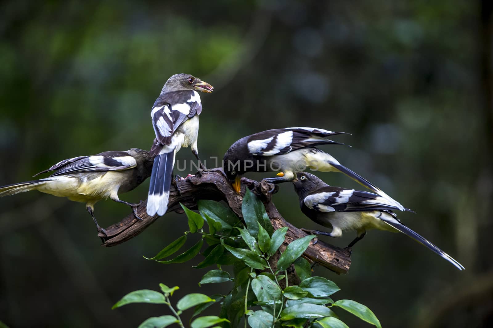 The White-winged Magpie in Nonggang, Chongzuo of Guangxi, China.