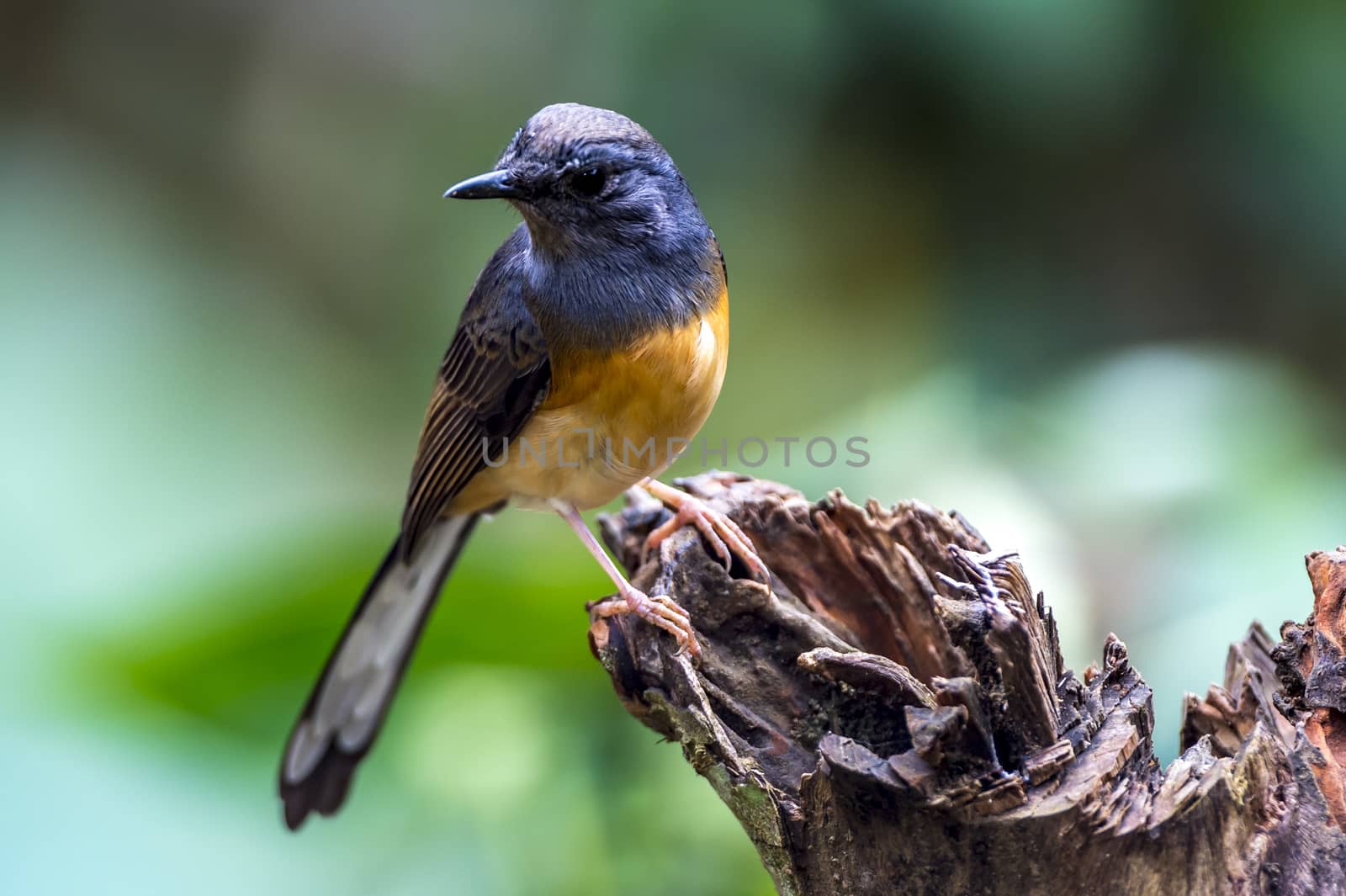 White-rumped Shama by JasonYU