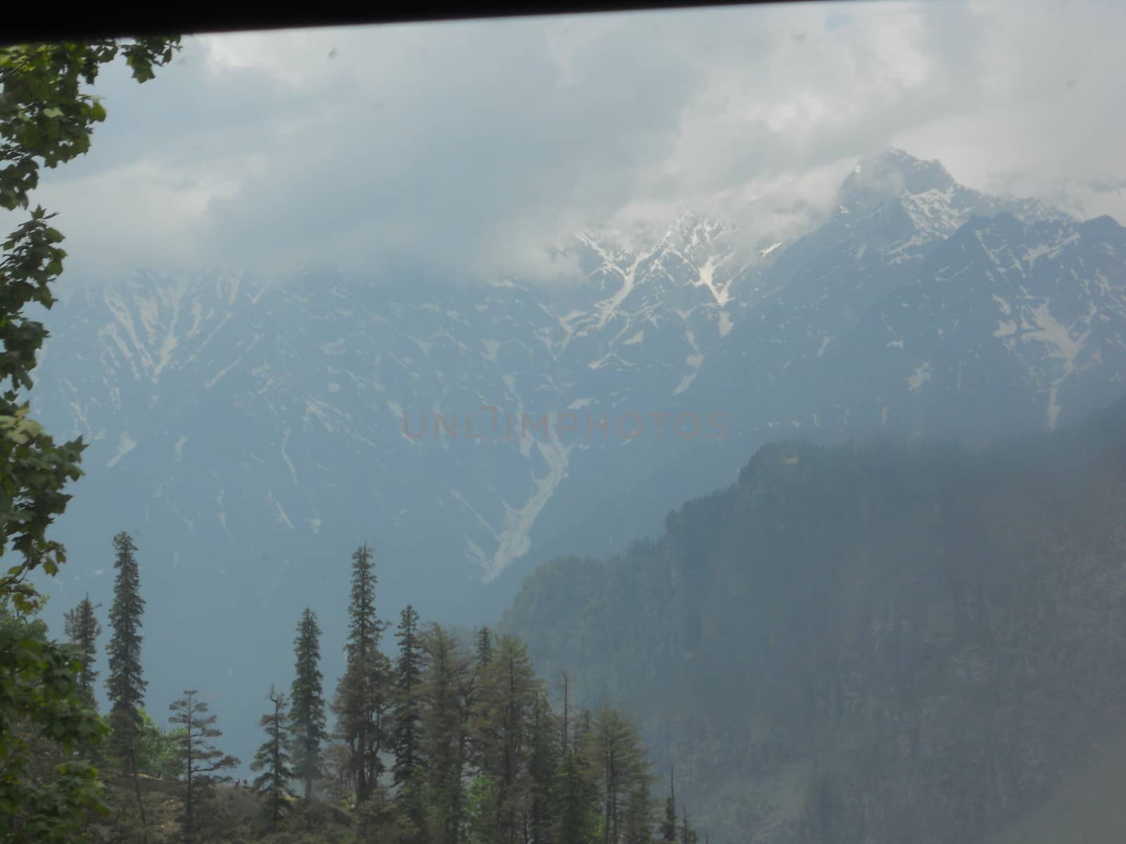 a green forest near the mountain range