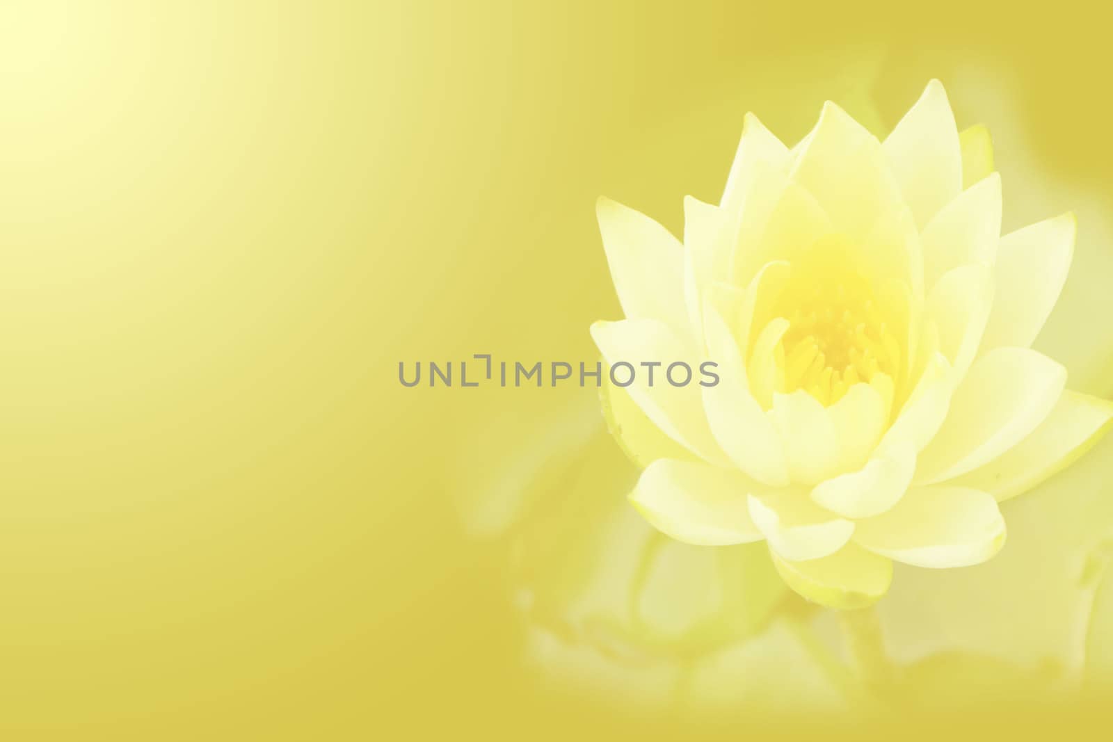 Lotus and the faint yellow background. by Nanonna