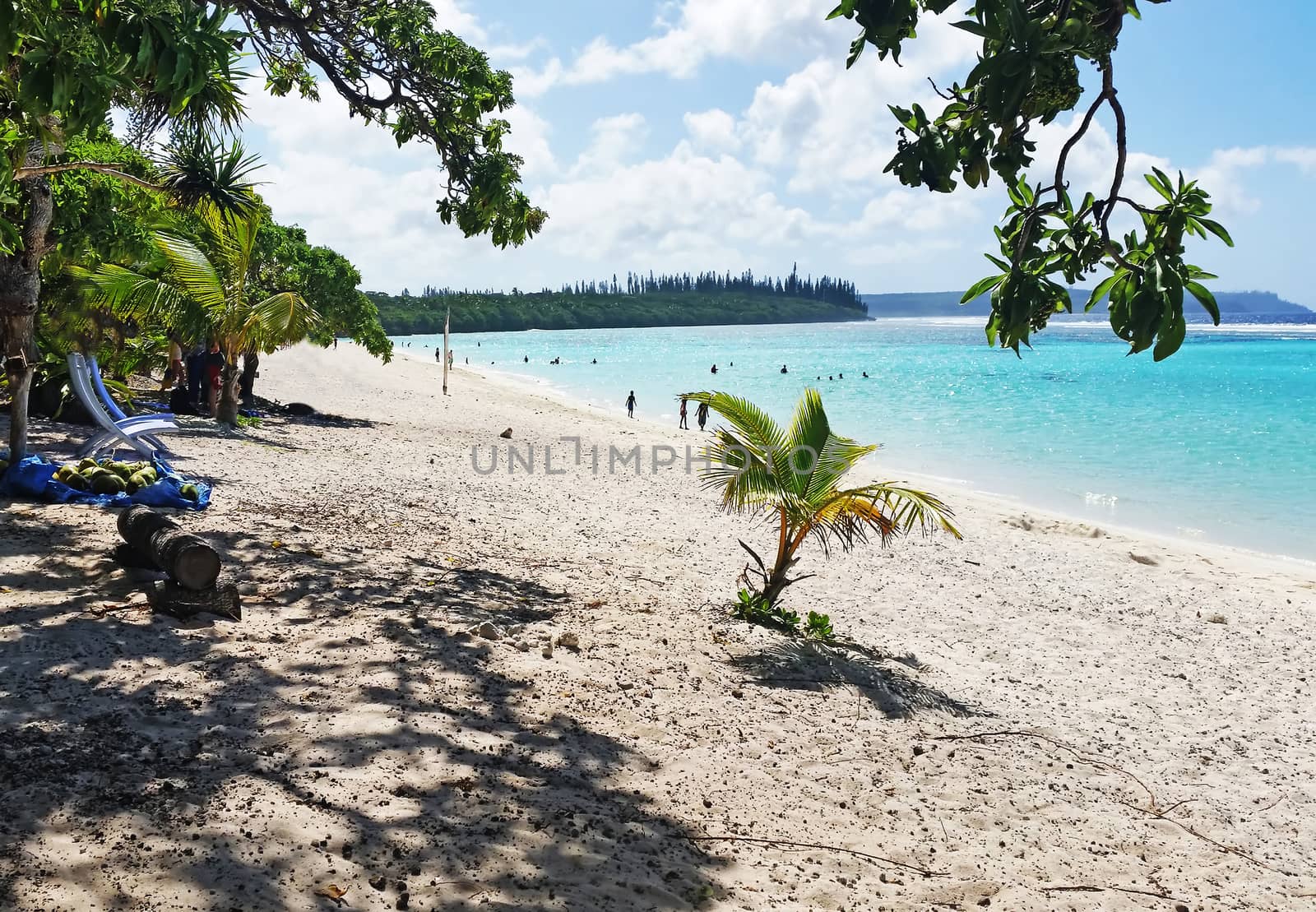 Sandy  Beach with a tree in New Caledonia