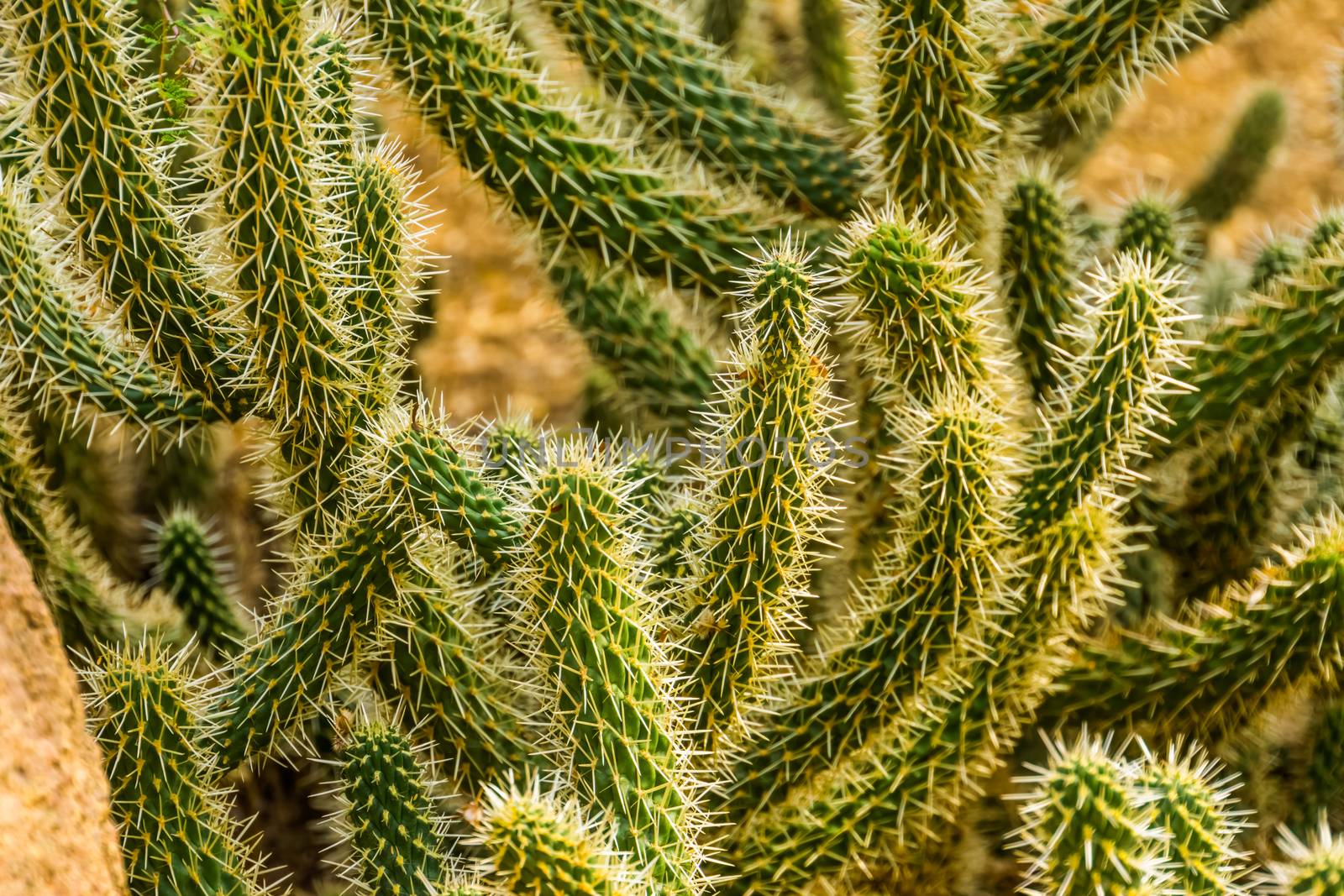 closeup of cactus branches, tropical plant specie from the desert of america, exotic nature background