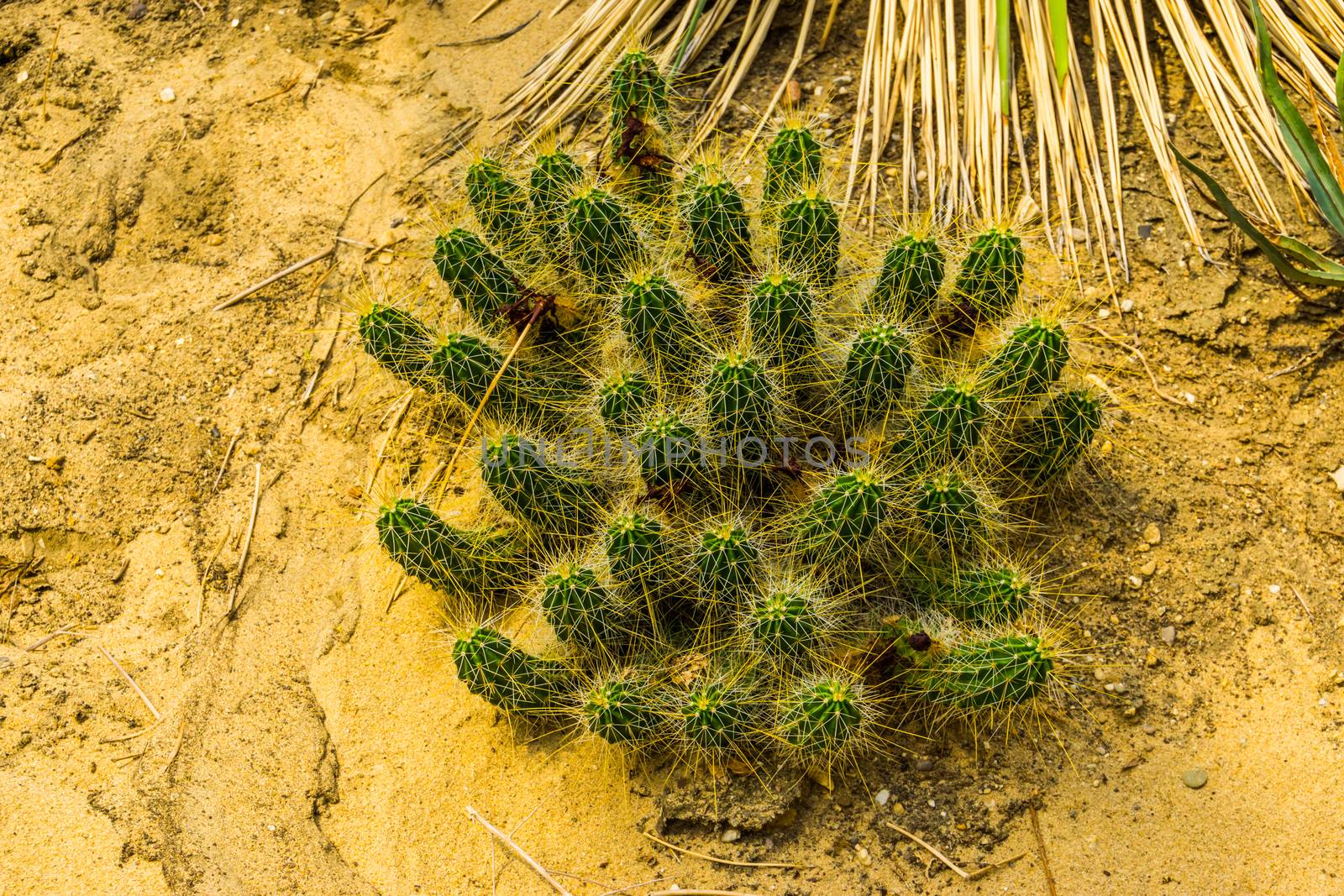 closeup of a big clustered cactus with large spines, tropical plant specie from America by charlottebleijenberg