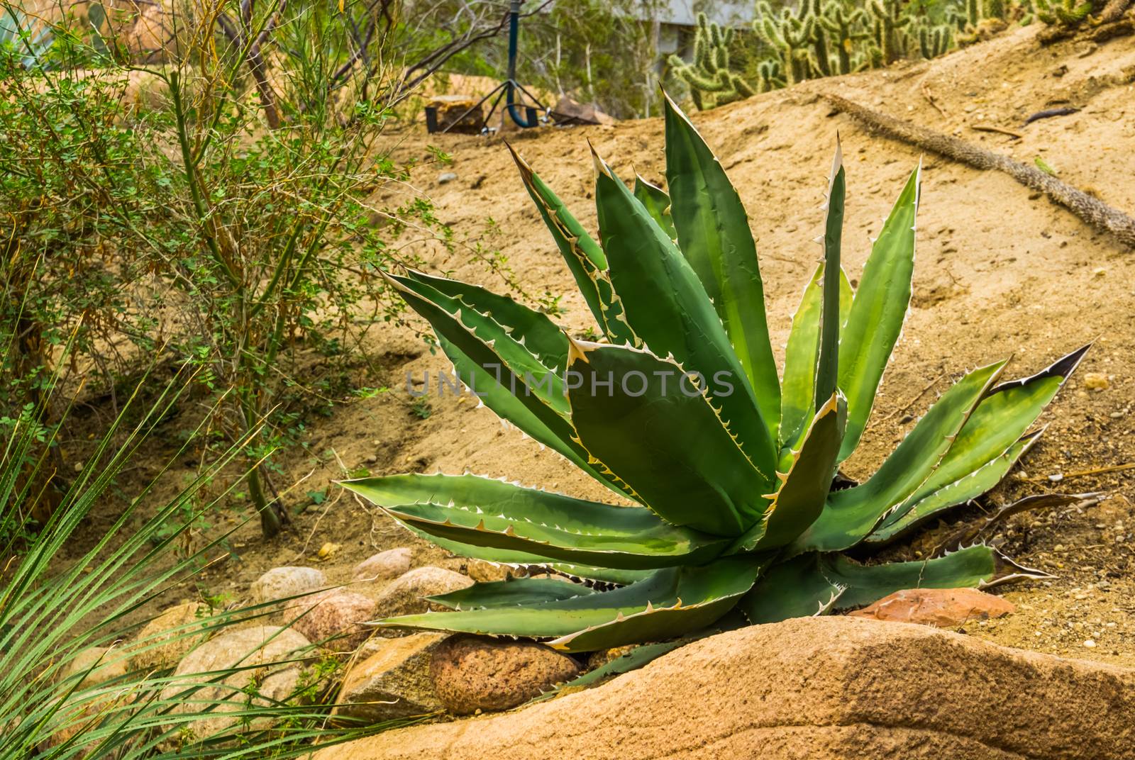 green sentry plant in a desert scenery, popular tropical plant specie from America