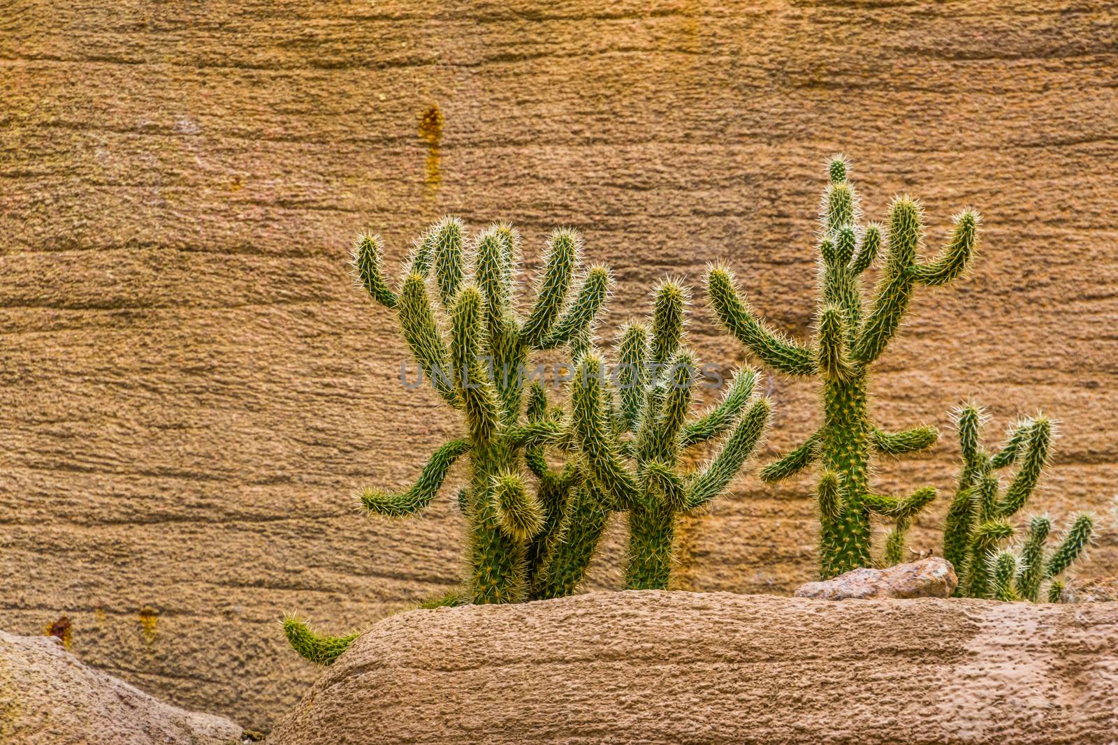 Cactus trees growing on a rock, tropical plant specie from the desert of America by charlottebleijenberg