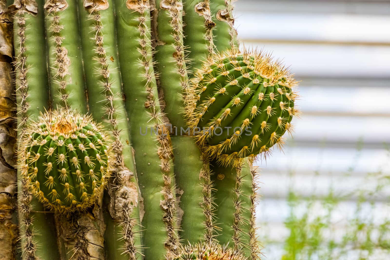 closeup of a big cactus branching out, Growth process of a cactus tree, tropical nature background by charlottebleijenberg
