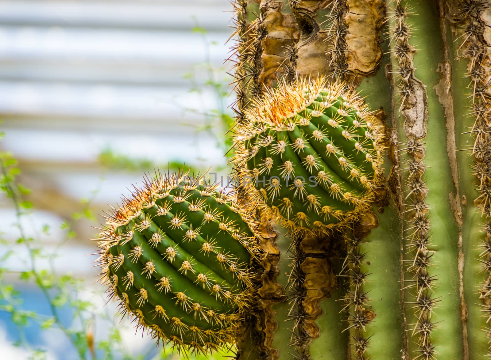 big cactus growing new branches, growth process of a cactus tree, tropical nature background