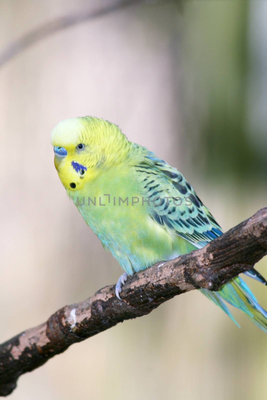 Budgerigar (Melopsittacus undulatus) is a small parrot occurring in Australia
