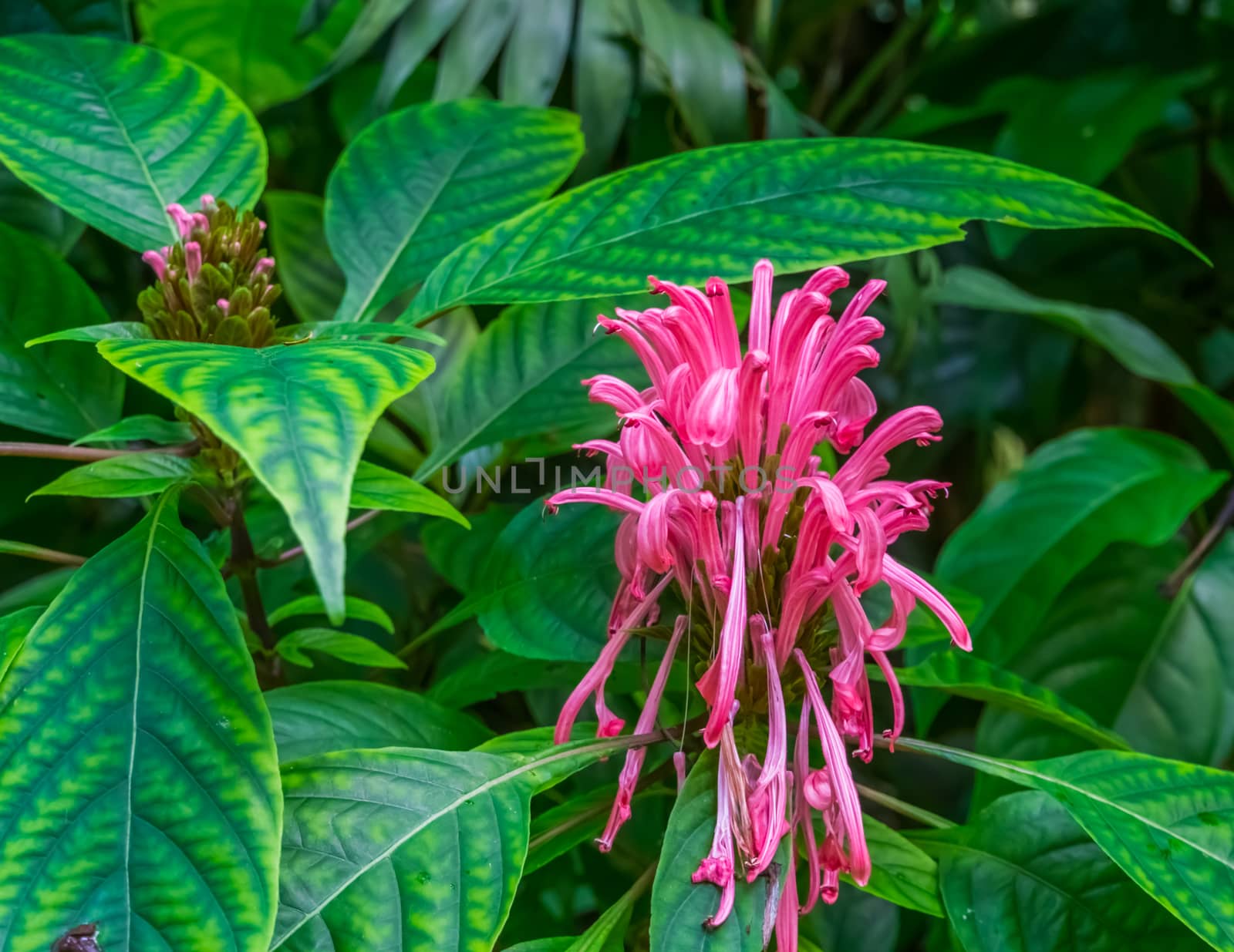 closeup of a brazilian plume flower, colorful tropical plant specie from the atlantic forest of America by charlottebleijenberg