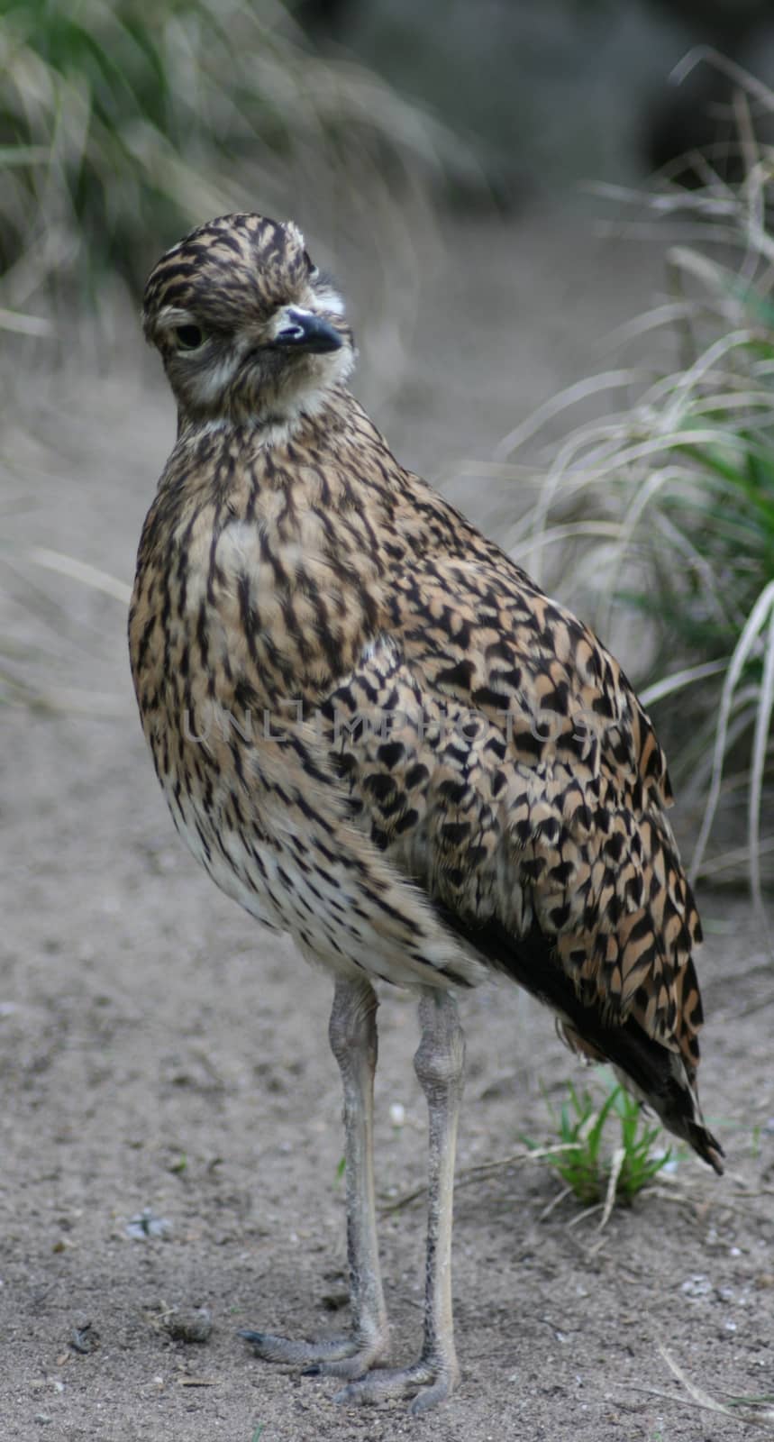 A Cape Triel (Burhinus capensis) a in Africa occurring bird