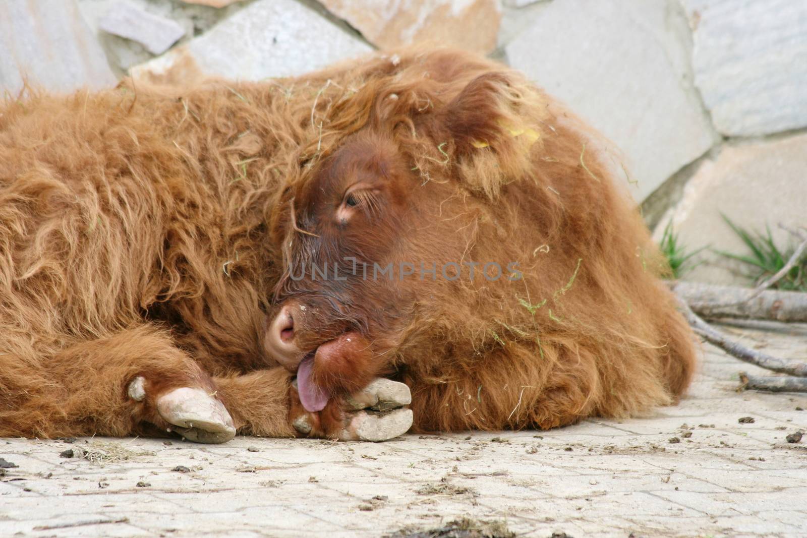 Seen a Scottish Highland Cattle lying on the side